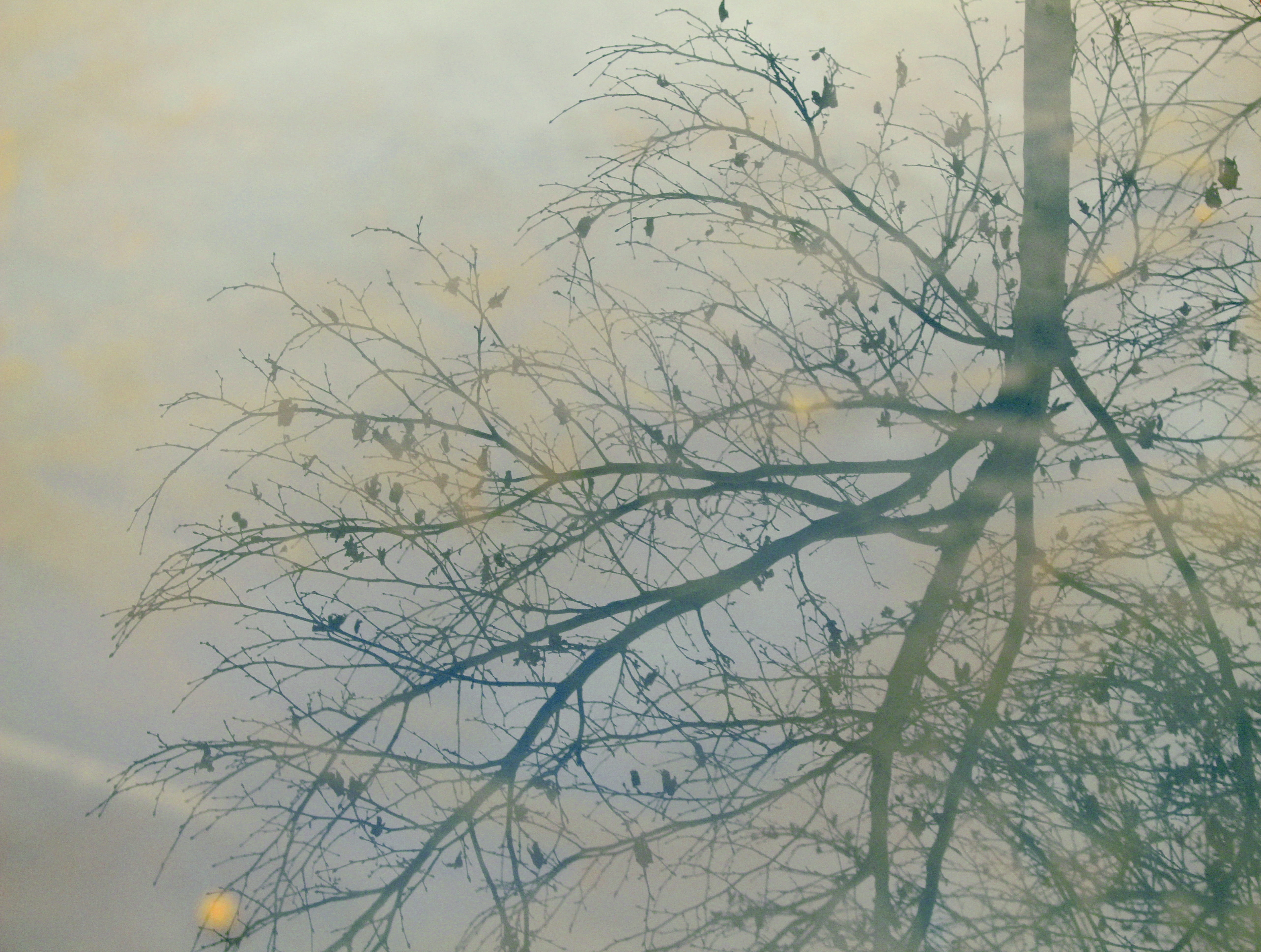 fall, autumn, tree, reflection, plant, bare tree, sky, branch