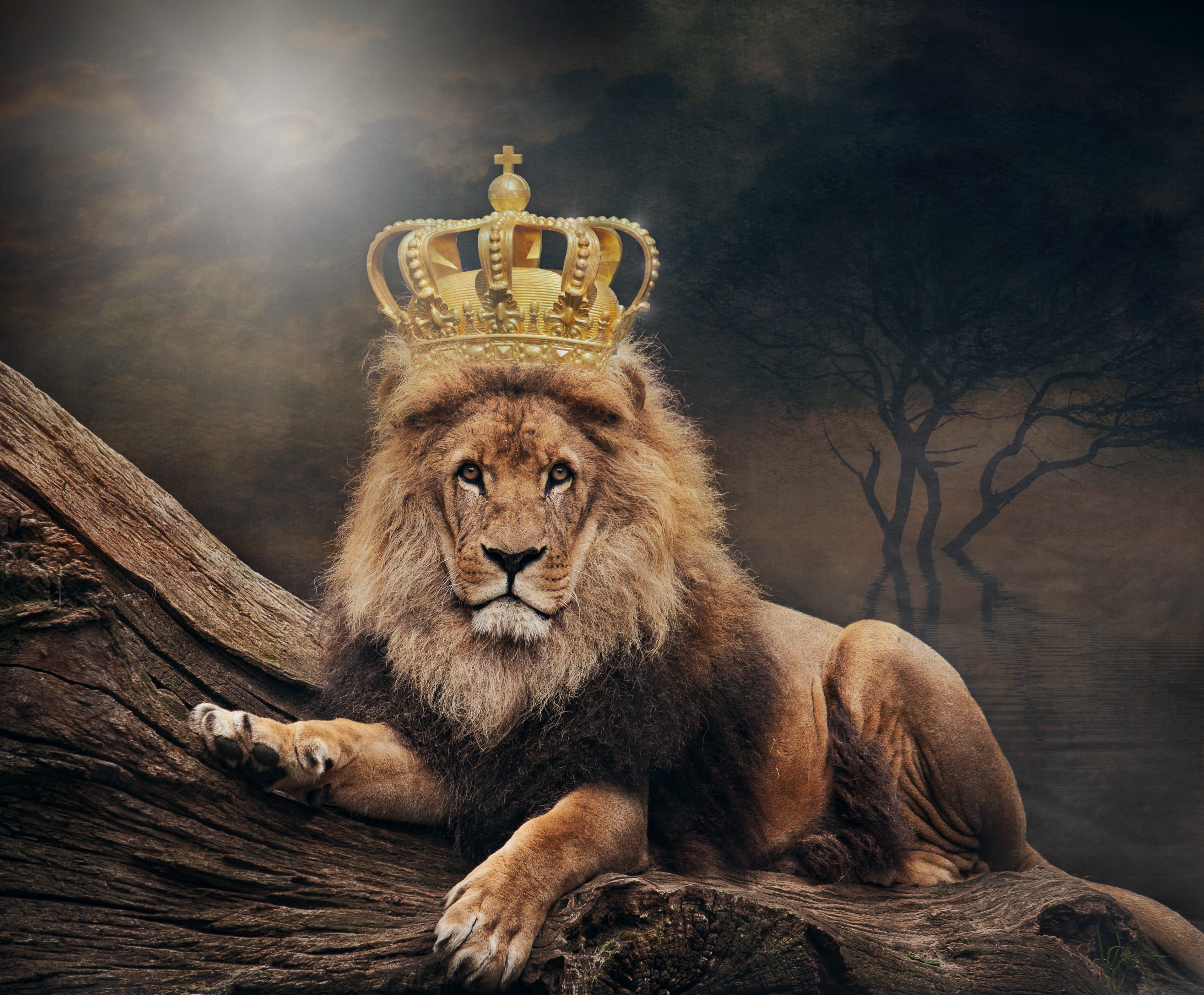 king, lion, the lion king, crown, animal world, art, dangerous