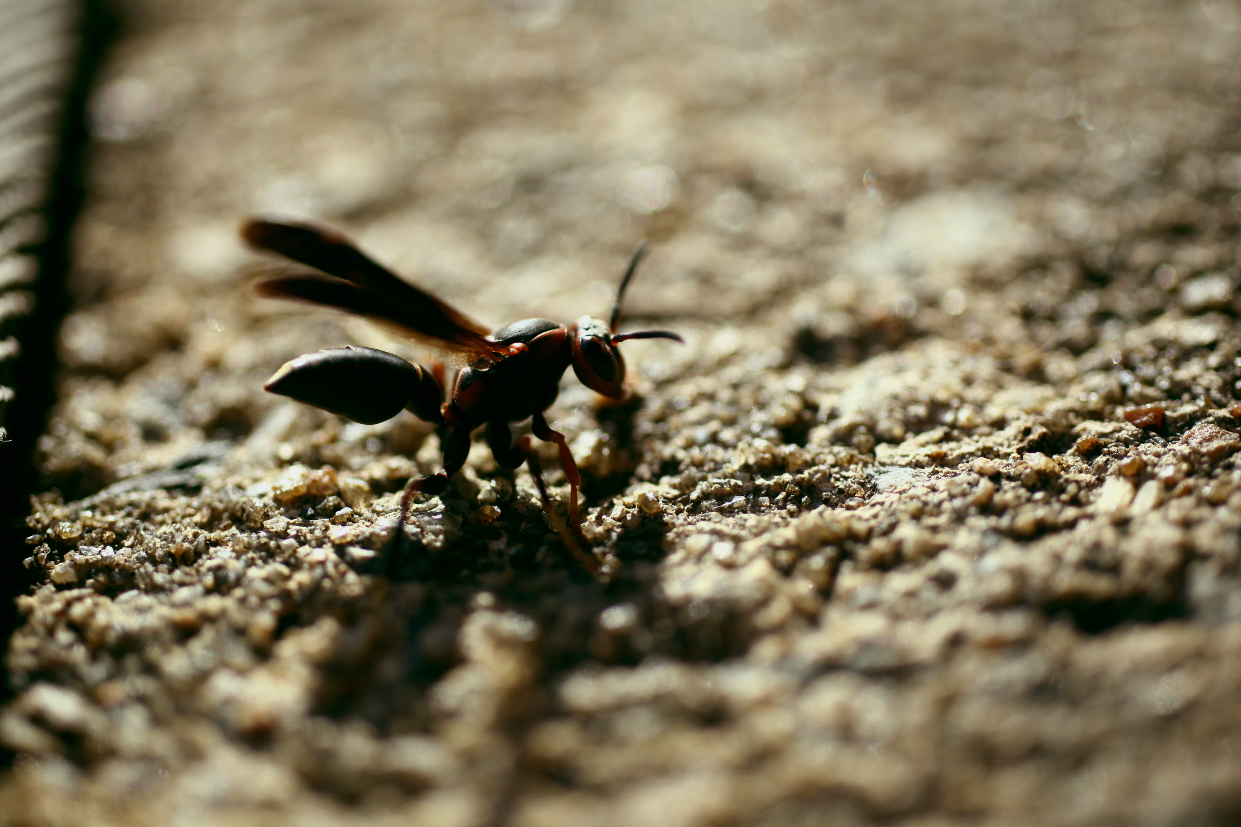 bee, wasp, bug, insect, wings, fly, land, macro, close up, focus