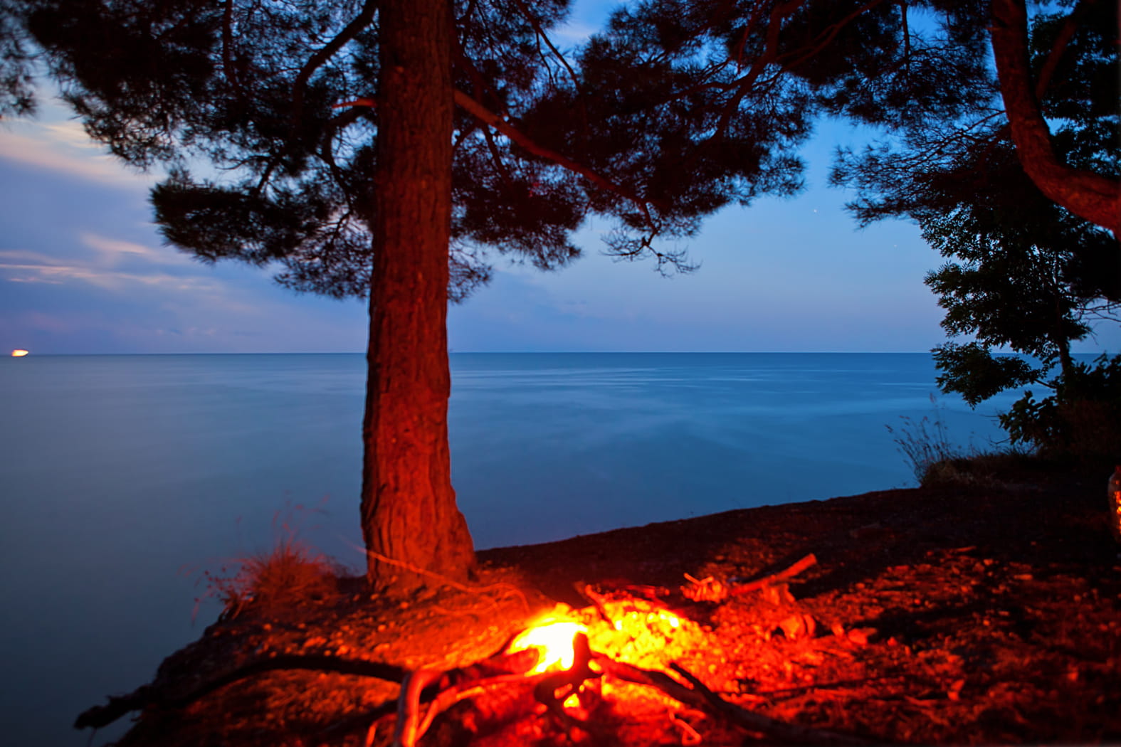 beach, bonfire, burning, tree, treescampfire, camping, flame