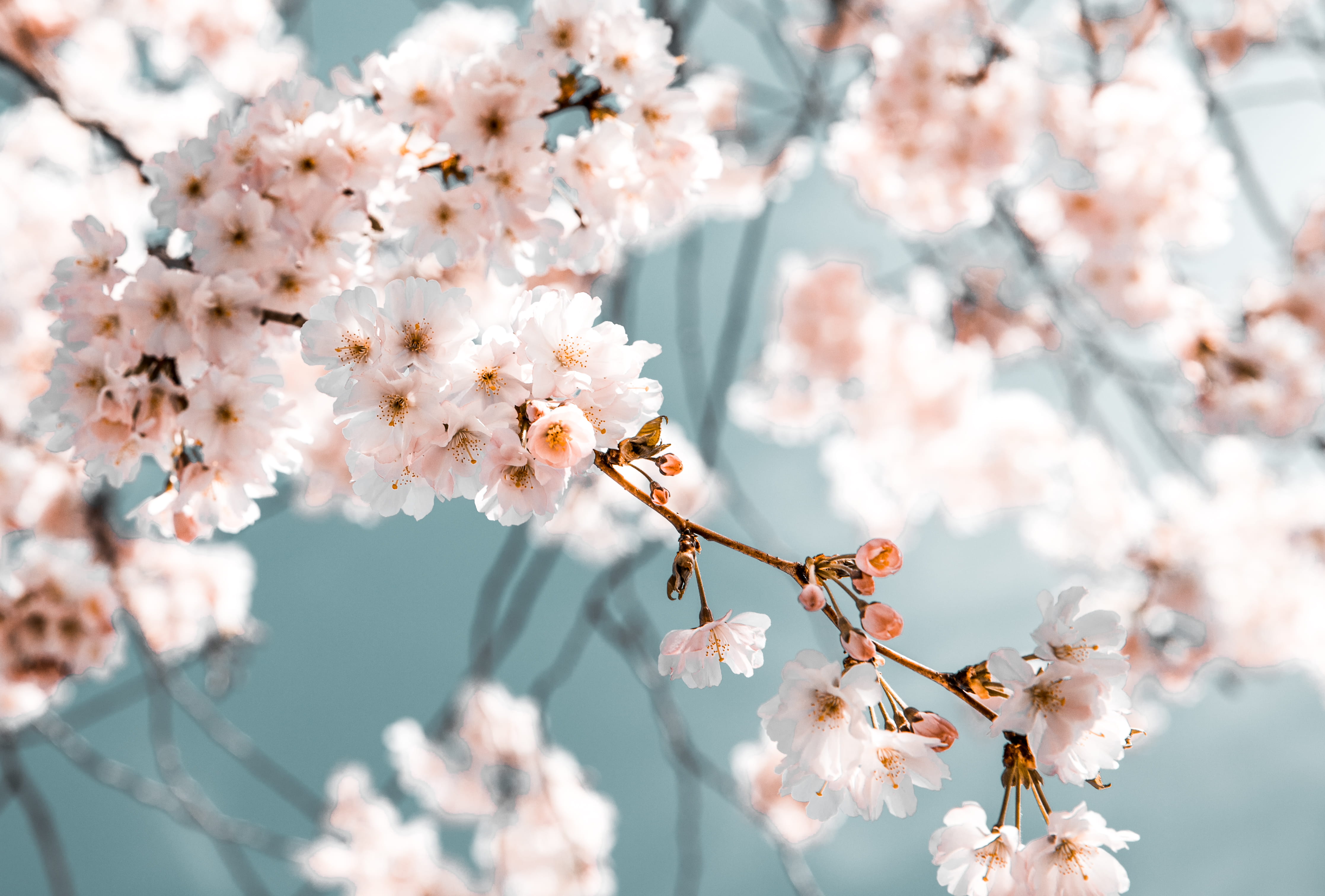 White Flowers In Bloom, blossom, branch, desktop backgrounds