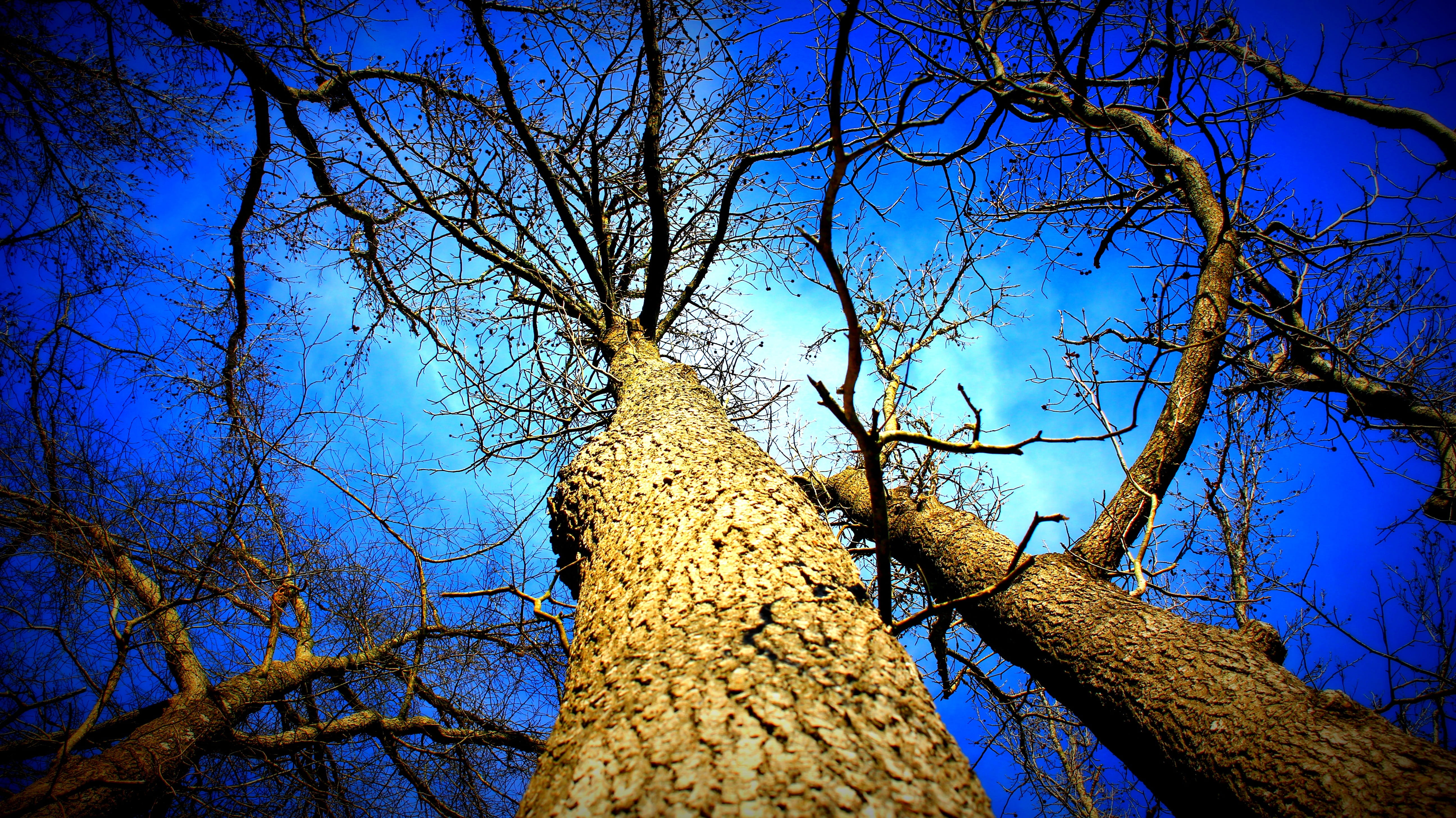 Bare Tree Below Blue Sky, bark, branches, bright, day, environment