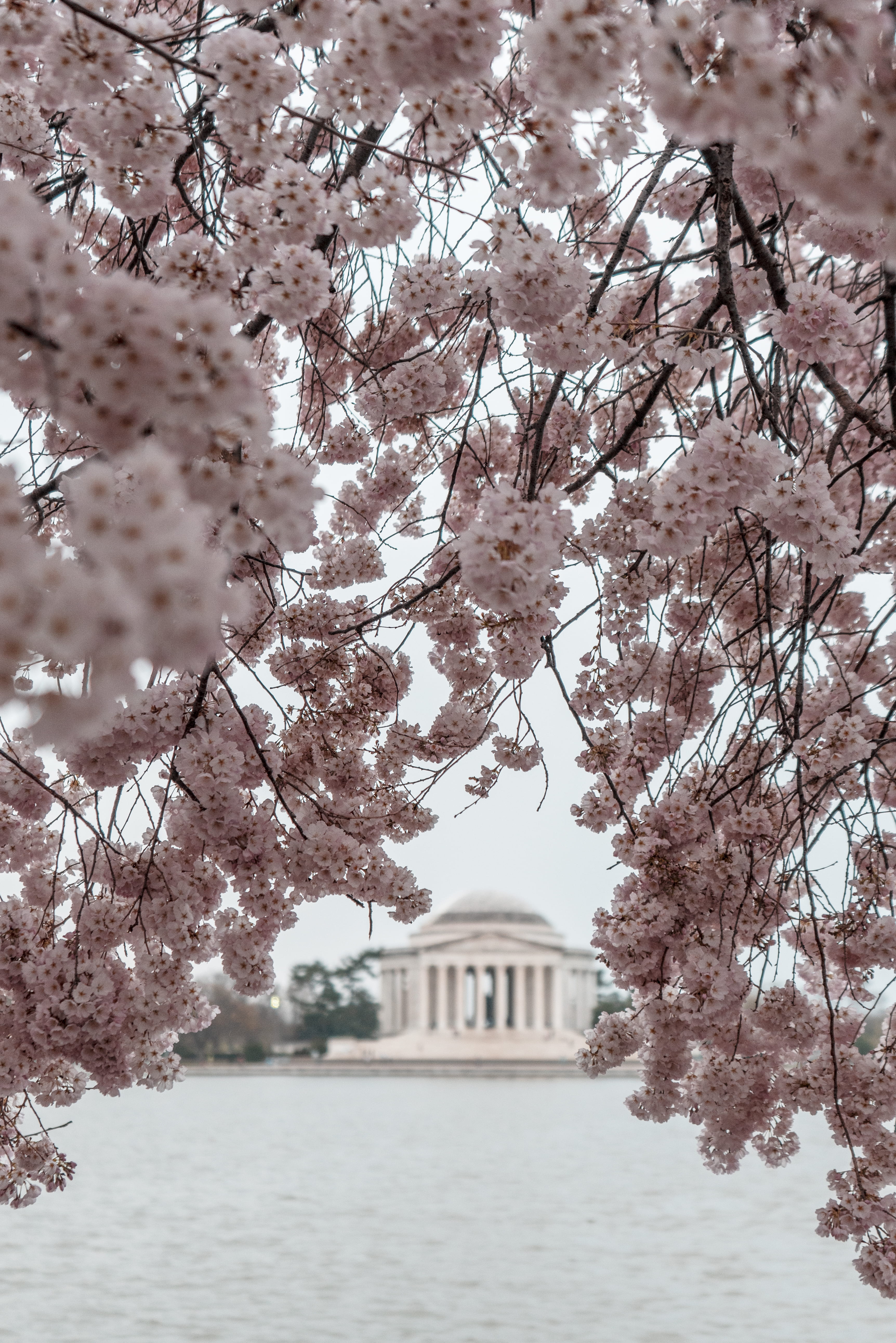 pink cherry flowers during daytime, built structure, architecture