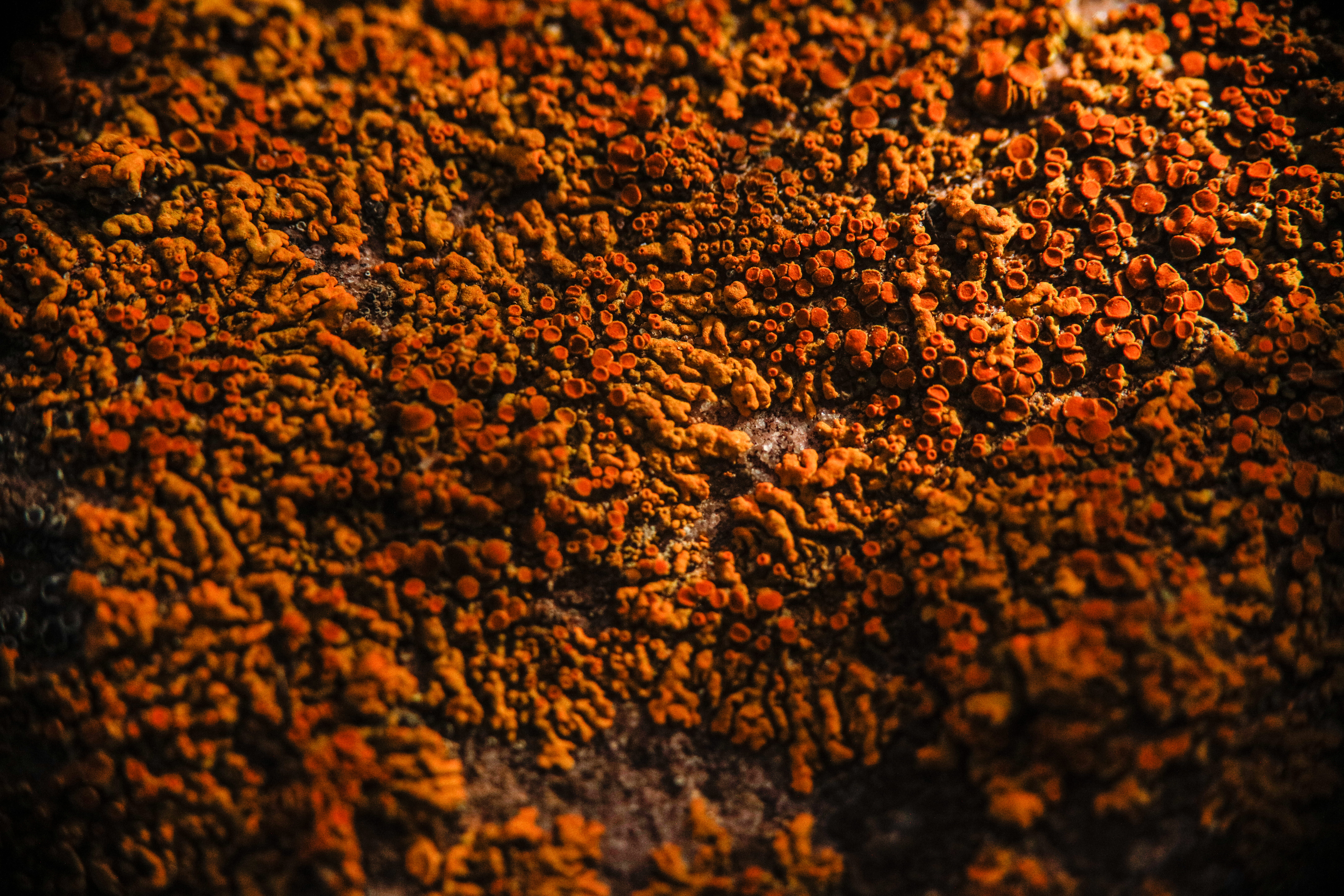 lichen, rock, macro, 90mm, texture, background, backgrounds
