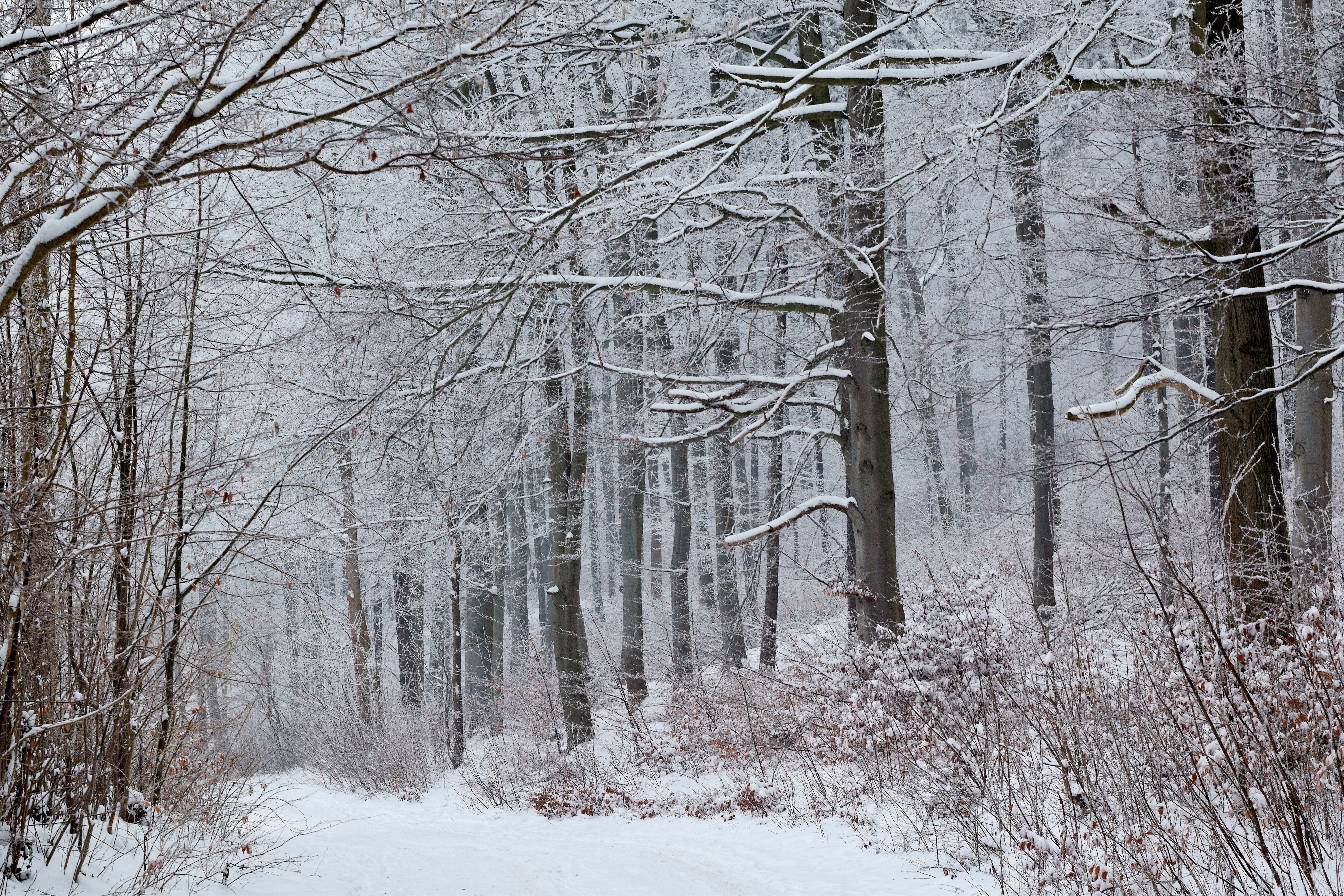 snow, forest, winter, wintry, frost, tree, cold temperature