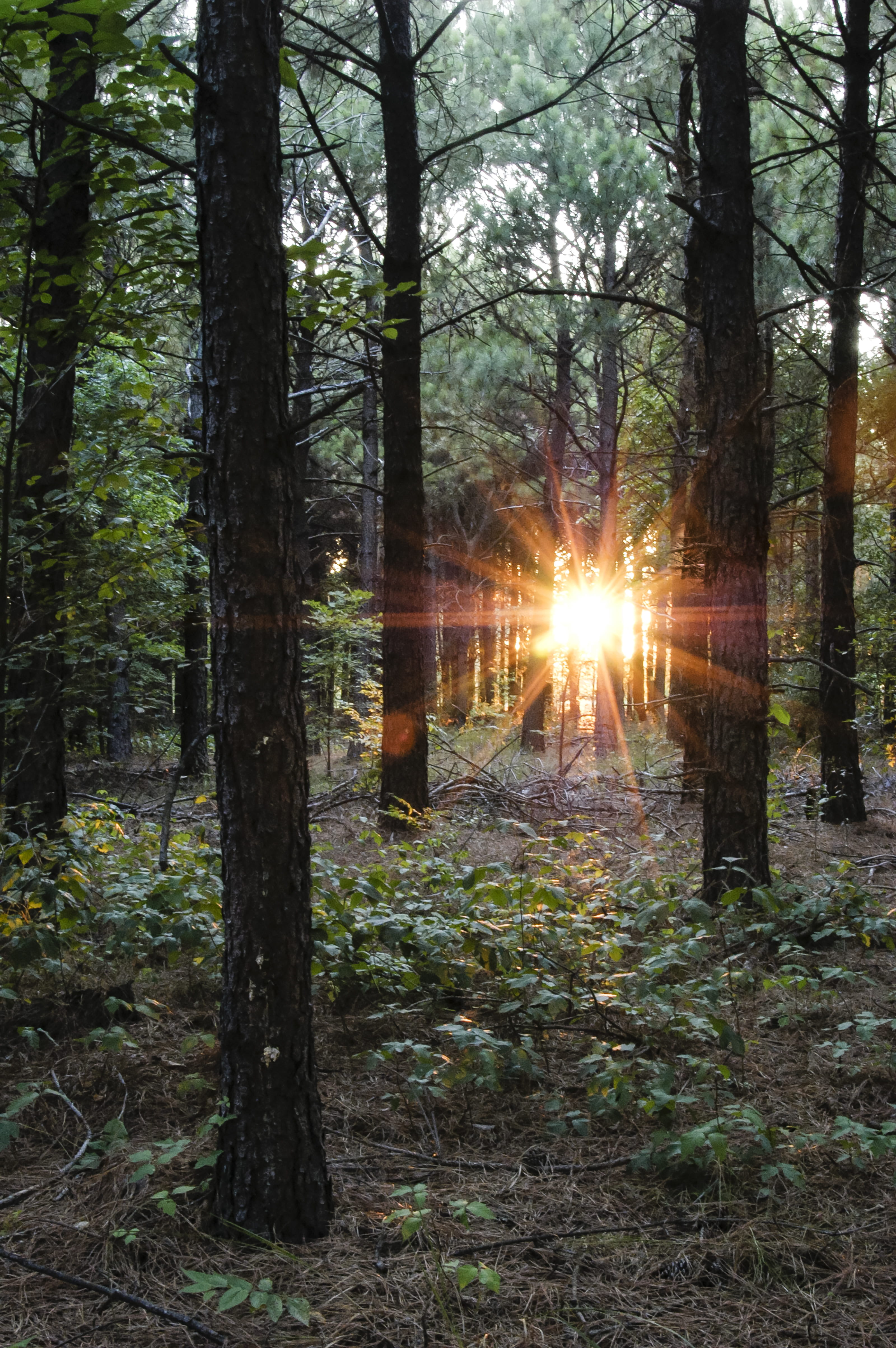 green-leafed tree, land, plant, forest, trunk, tree trunk, tranquility