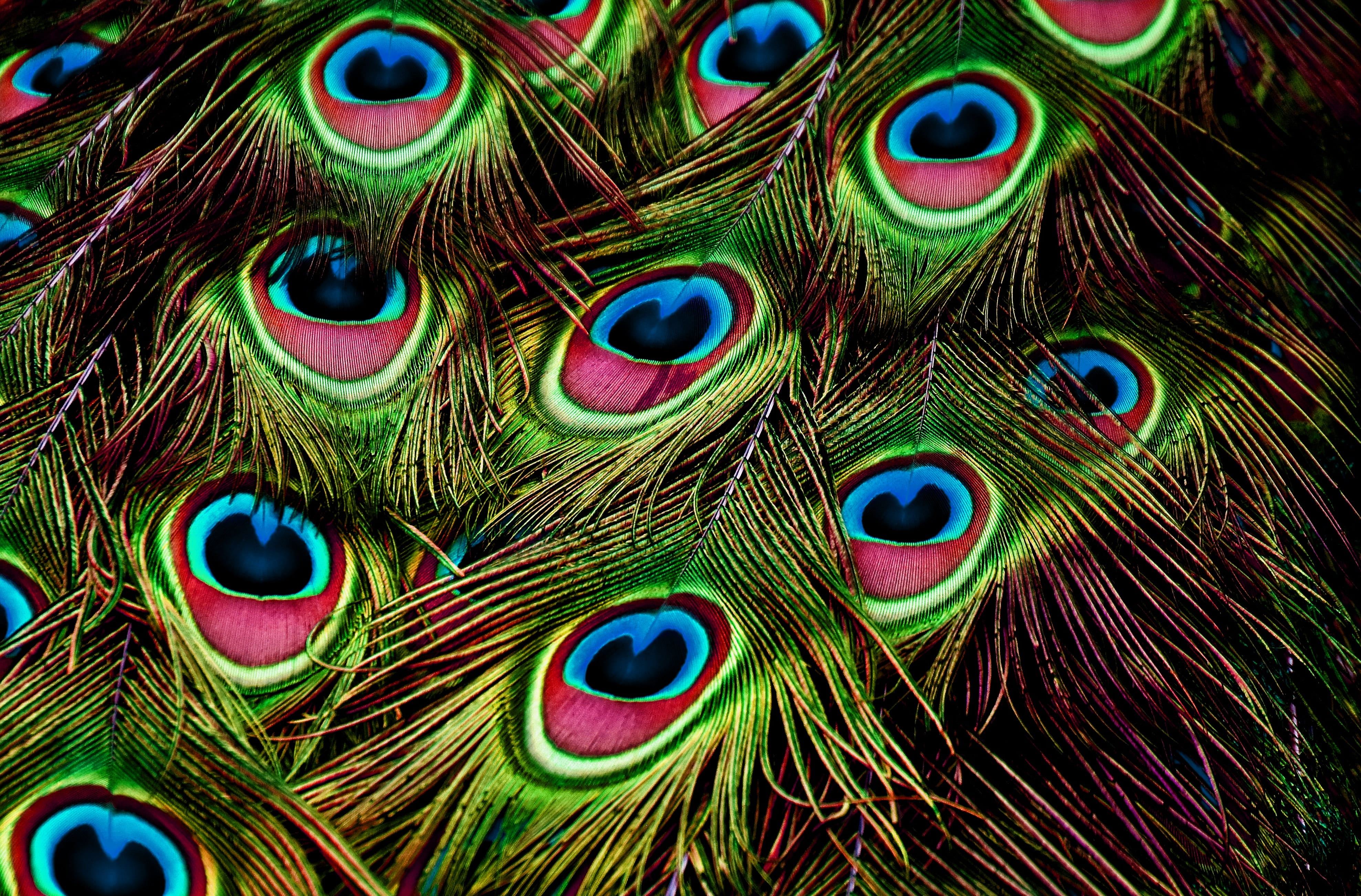 peacock feathers, color, plumage, iridescent, colorful, pattern
