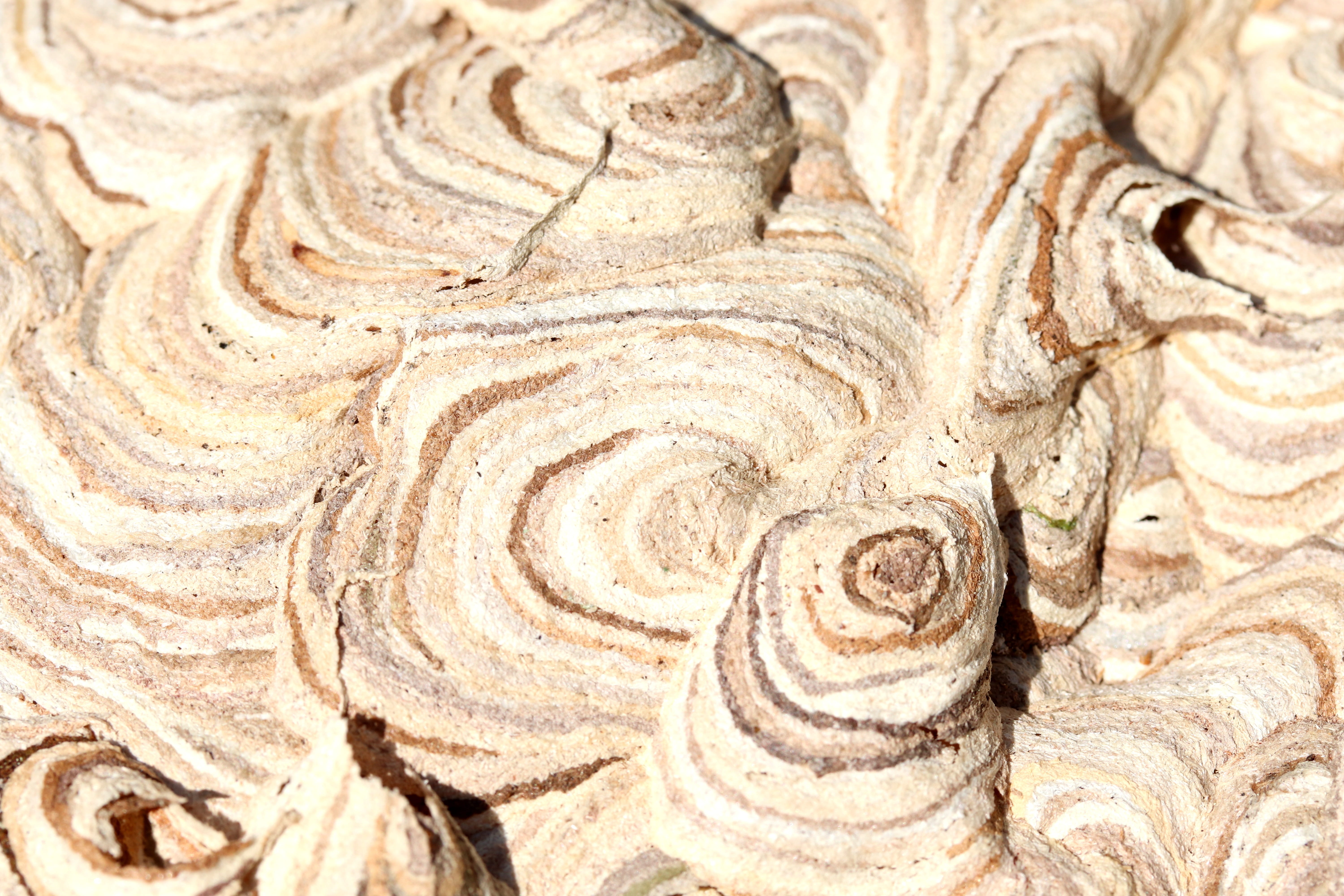 nature, background, texture, pattern, grain, insect, wasps