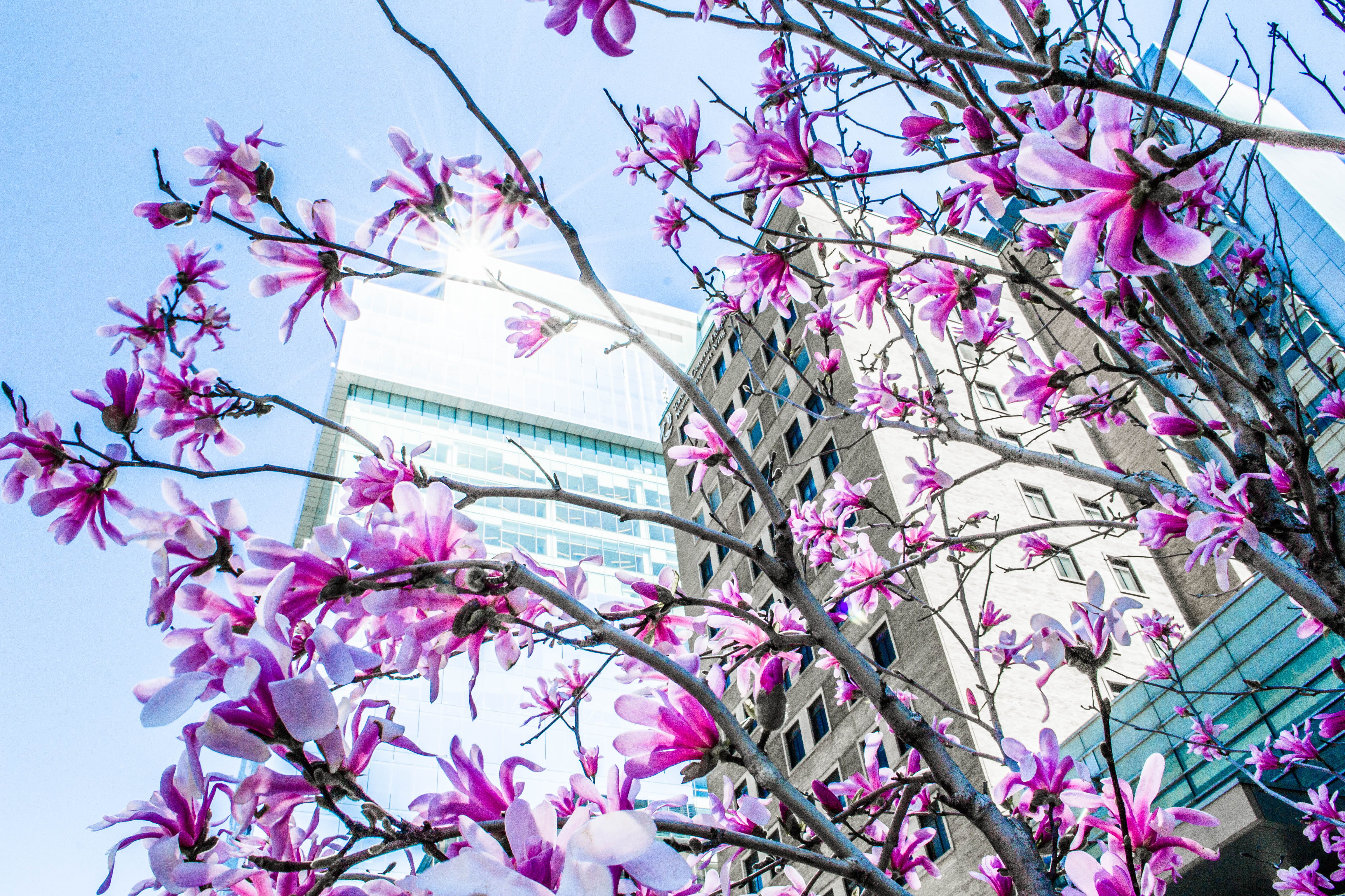 toronto, canada, pattern, lighting, easter, pastel, pink, beautiful