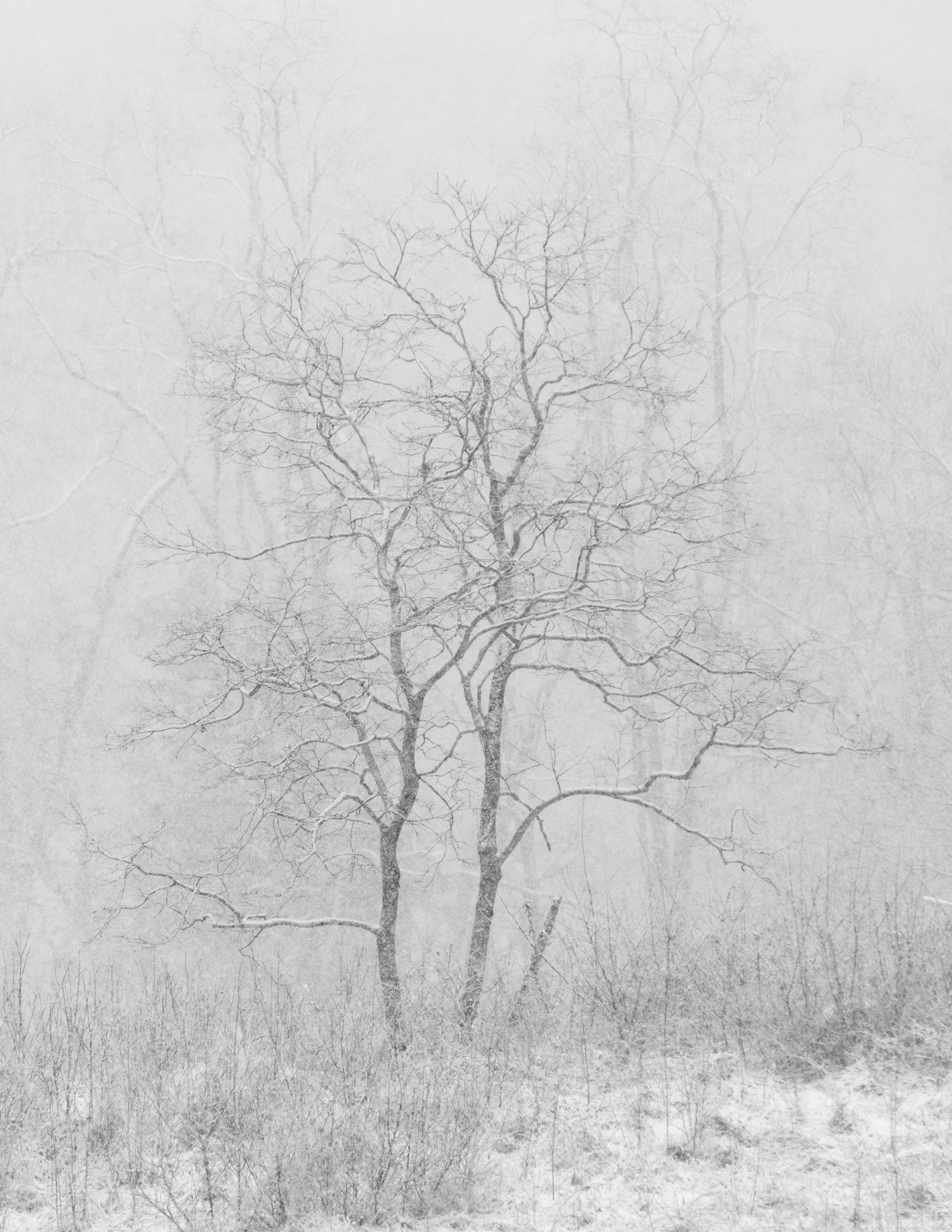 snow covered tree at daytime, cold temperature, winter, bare tree