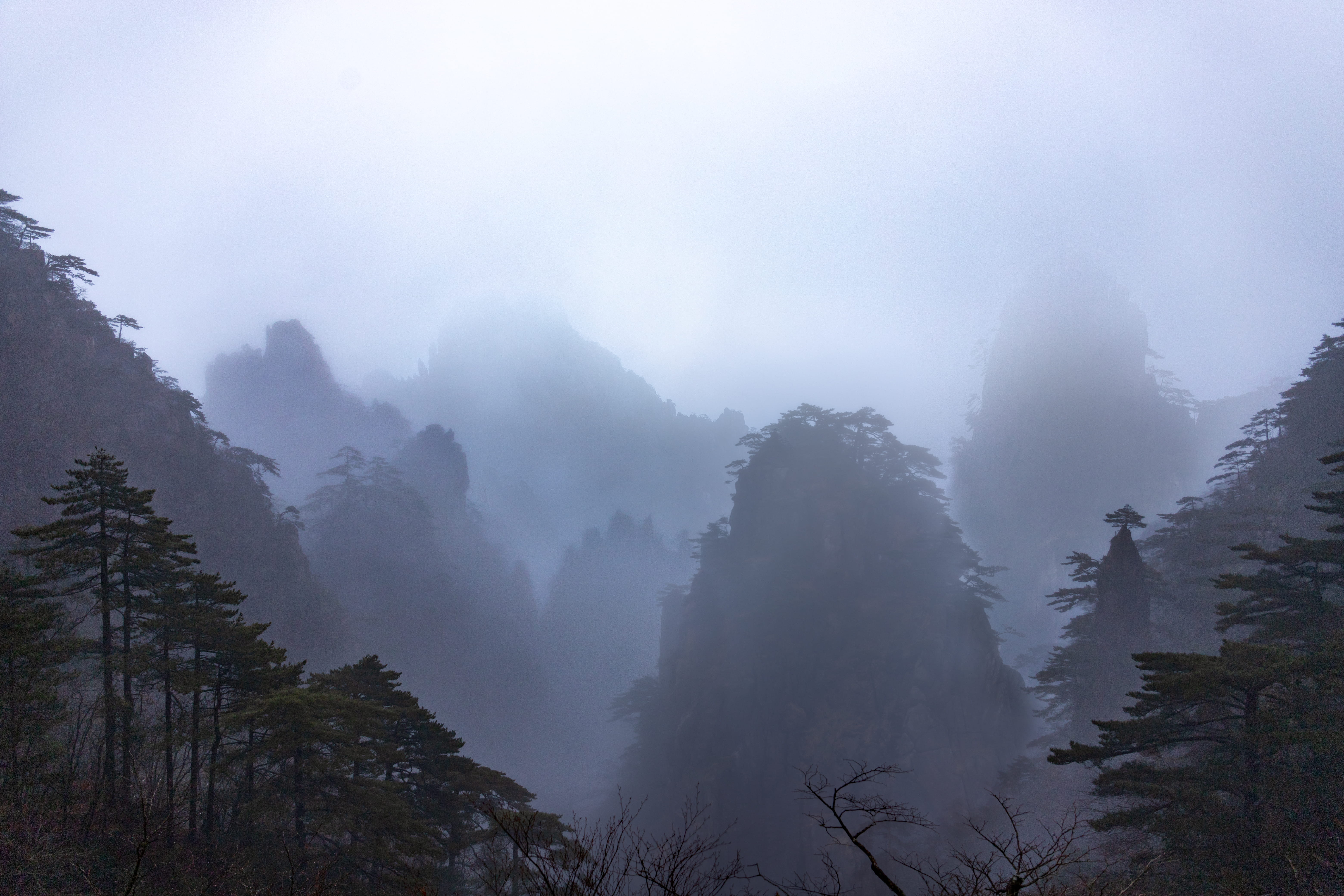 tree under white cloud during daytime, fog, plant, tranquility
