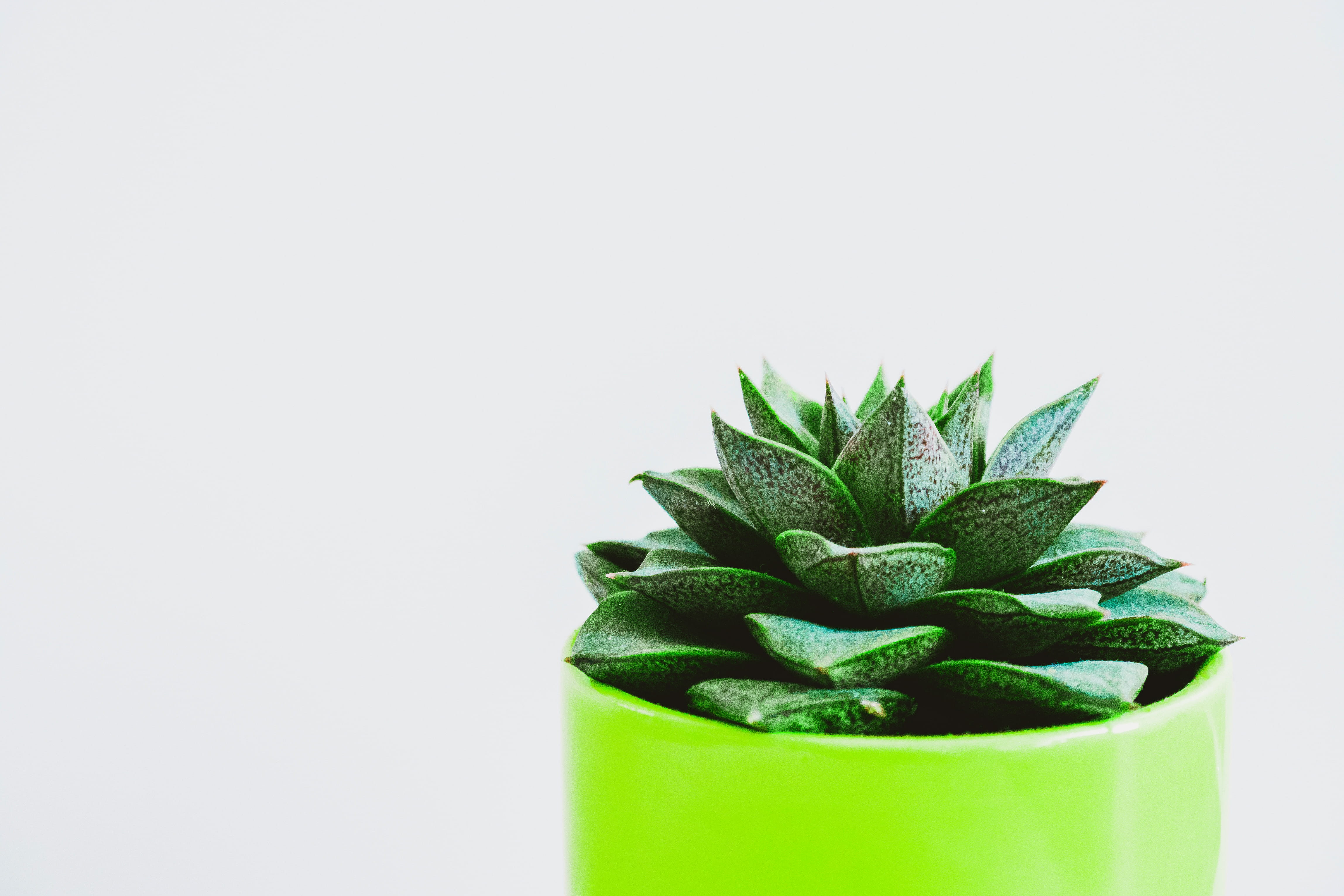 Minimalist Photography of Green Succulent on Green Pot, botanical