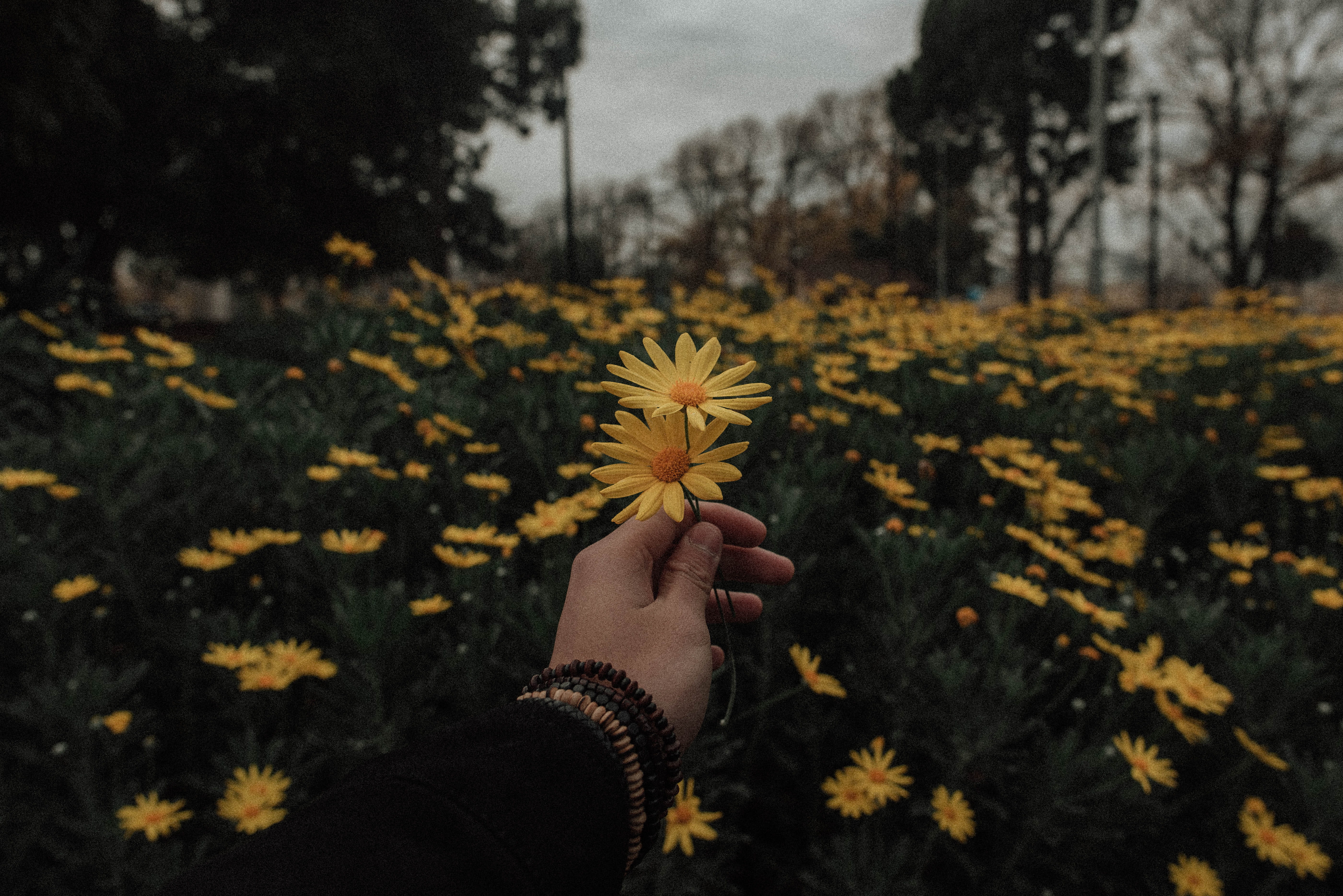 person holding yellow daisy flowers, blossom, plant, flora, asteraceae