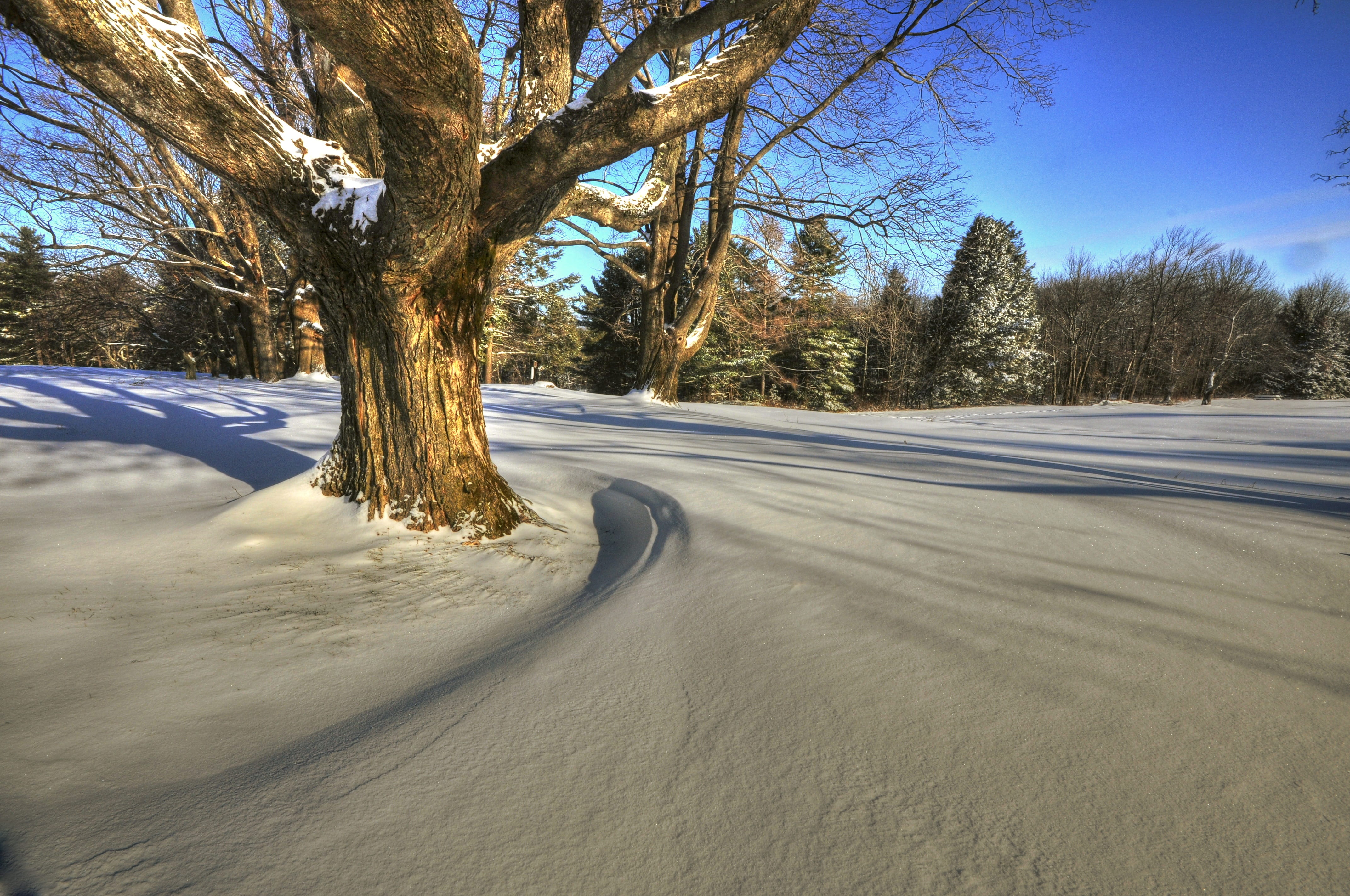 patterns, shadows, trees, winter, snow, texture, light, geometric