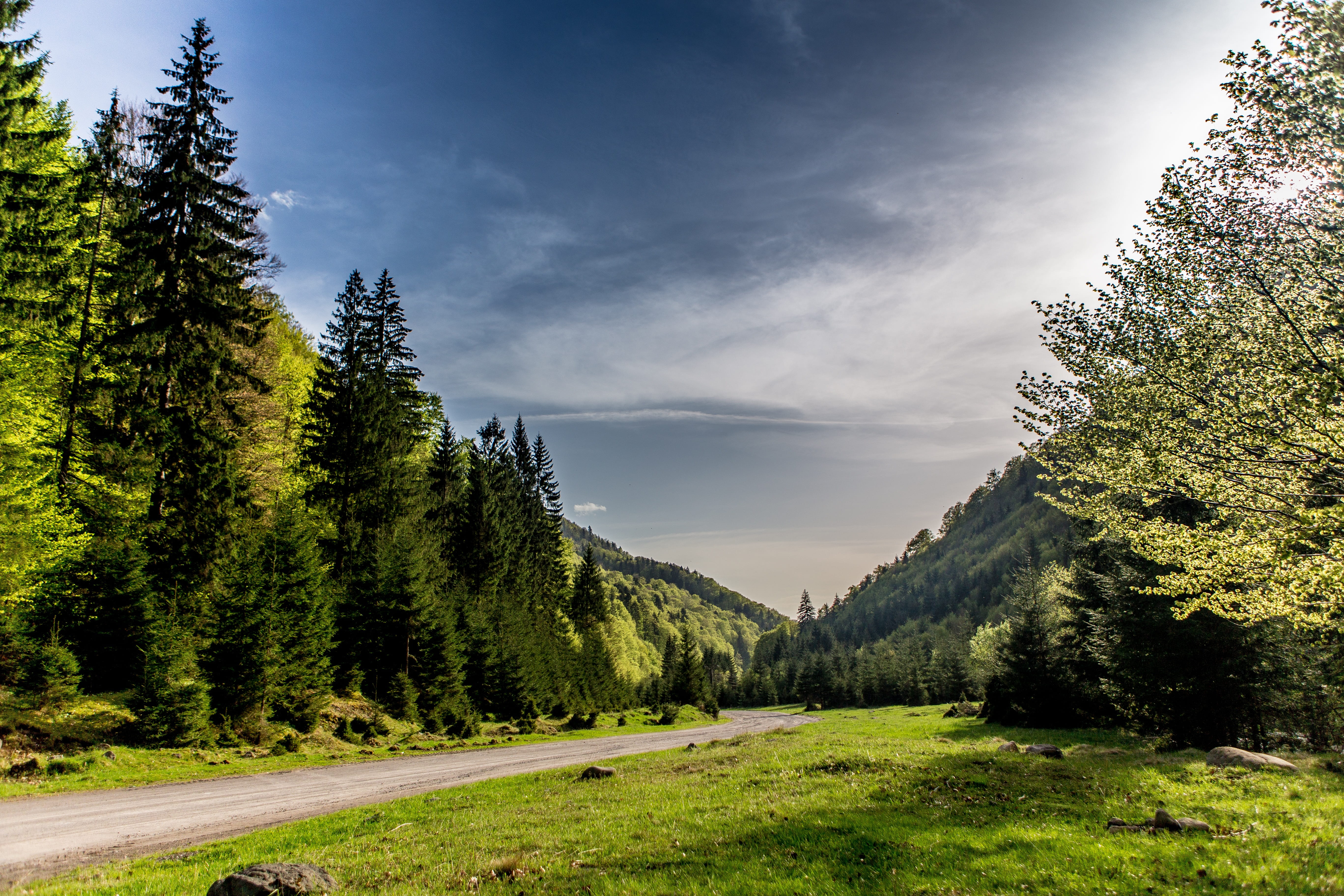 nature, tree, forest, landscape, clouds, environment, leaves