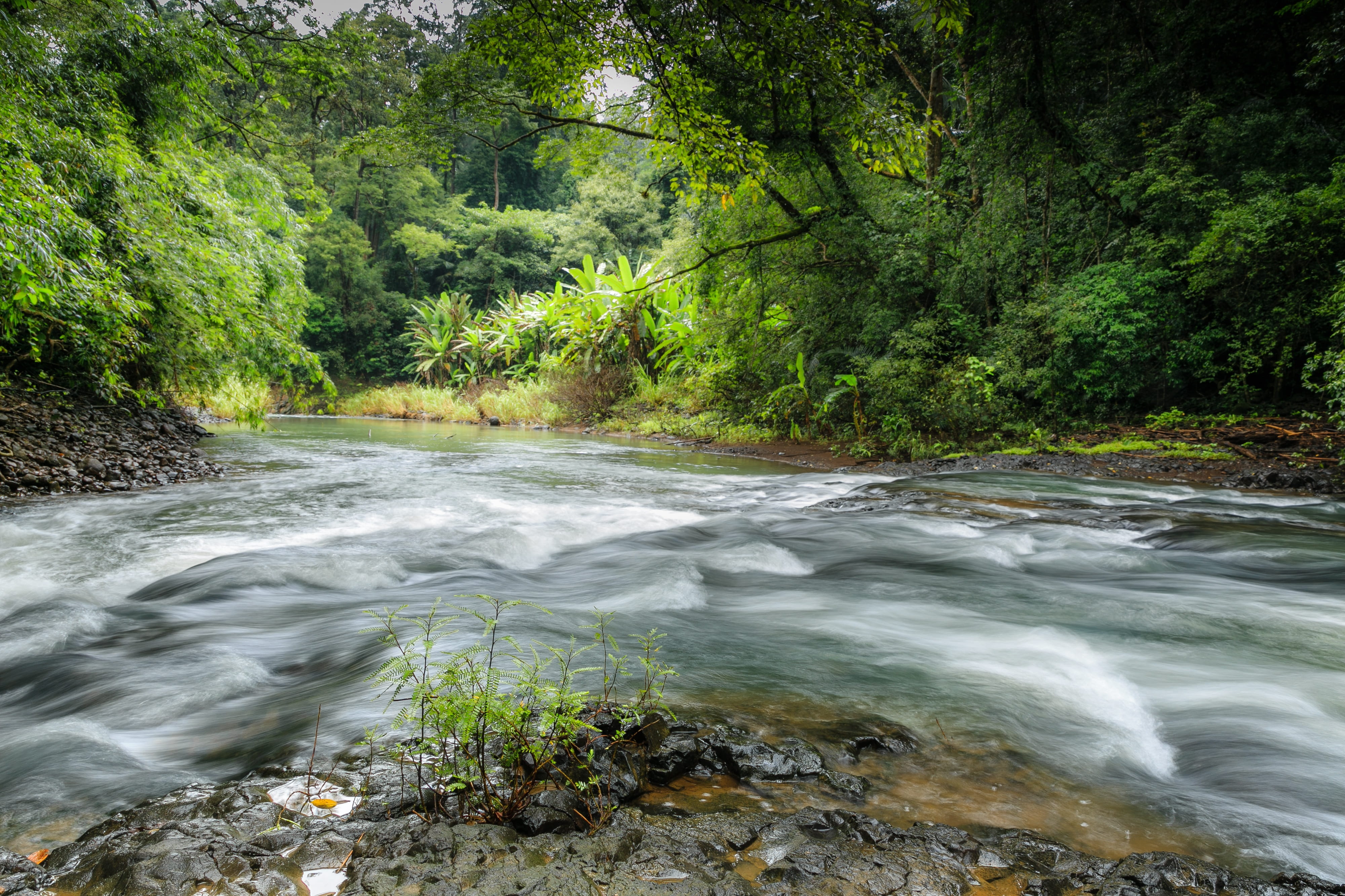the waterfall, forest, streams, scenery, wave, rain forest