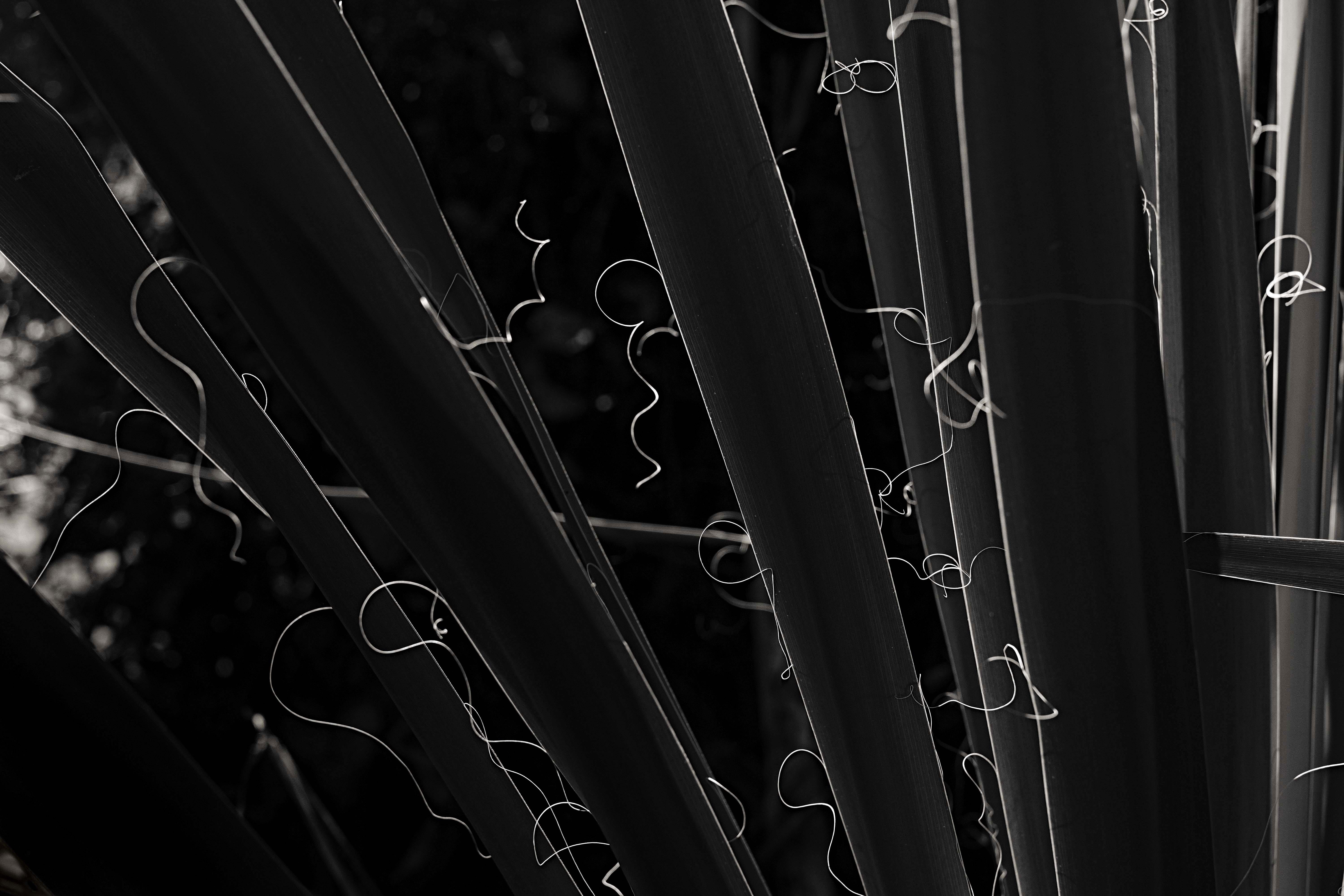 yucca, light, shadow, simplicity, graphic, monochrome, minimalism