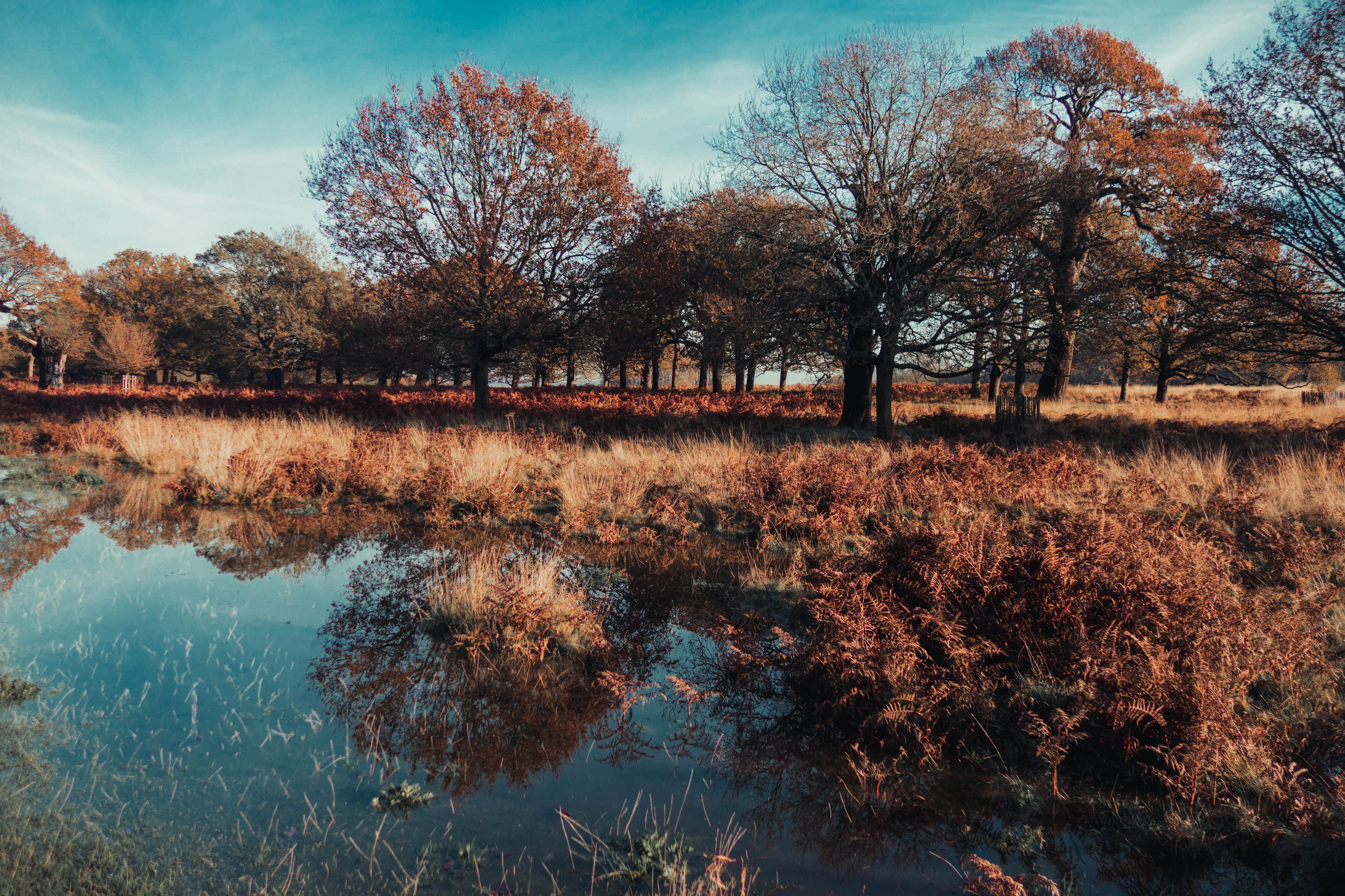 Brown Leafed Trees, dawn, daylight, environment, grass, landscape