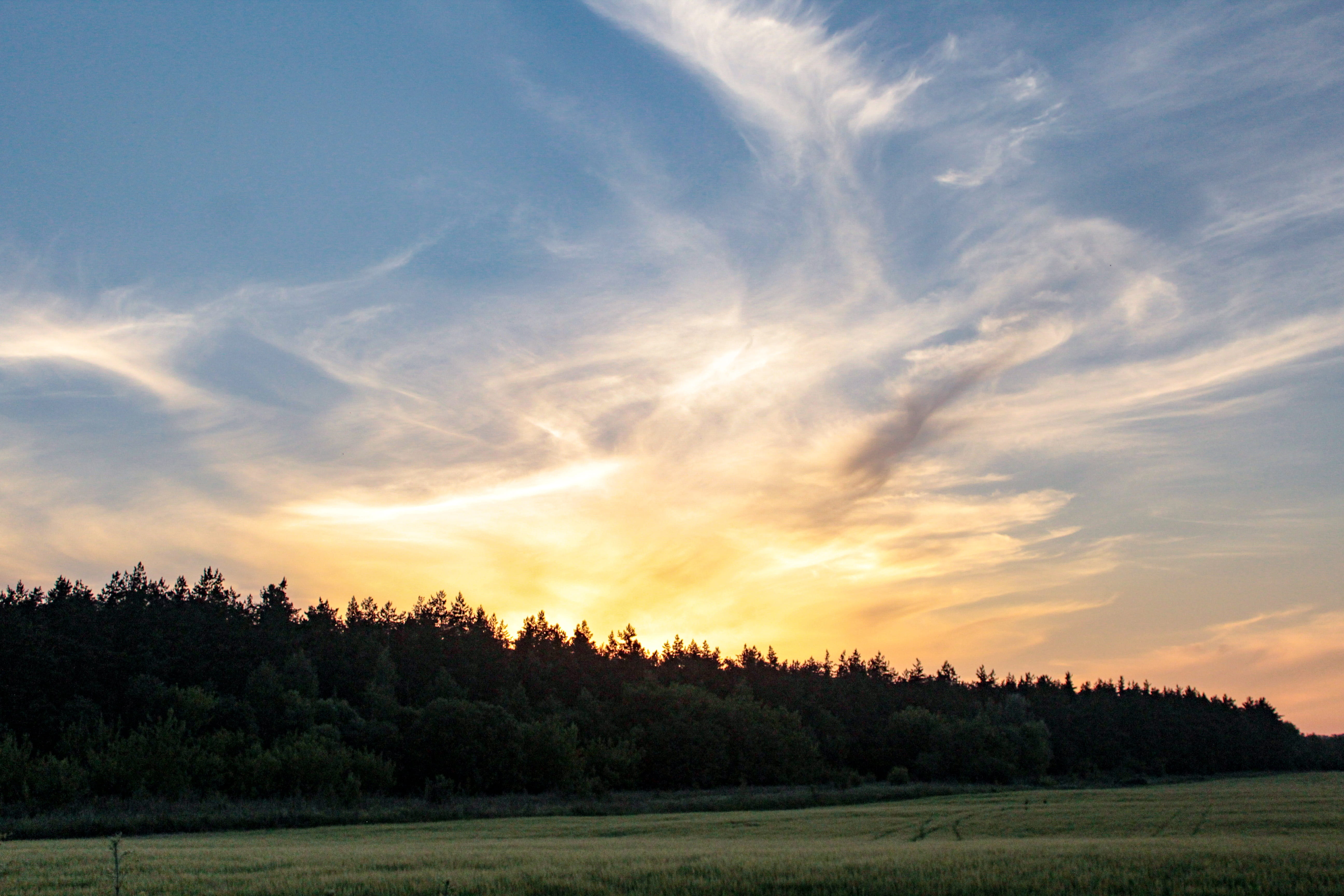 forest, sunset, evening, sky, nature, trees, pine, handsomely