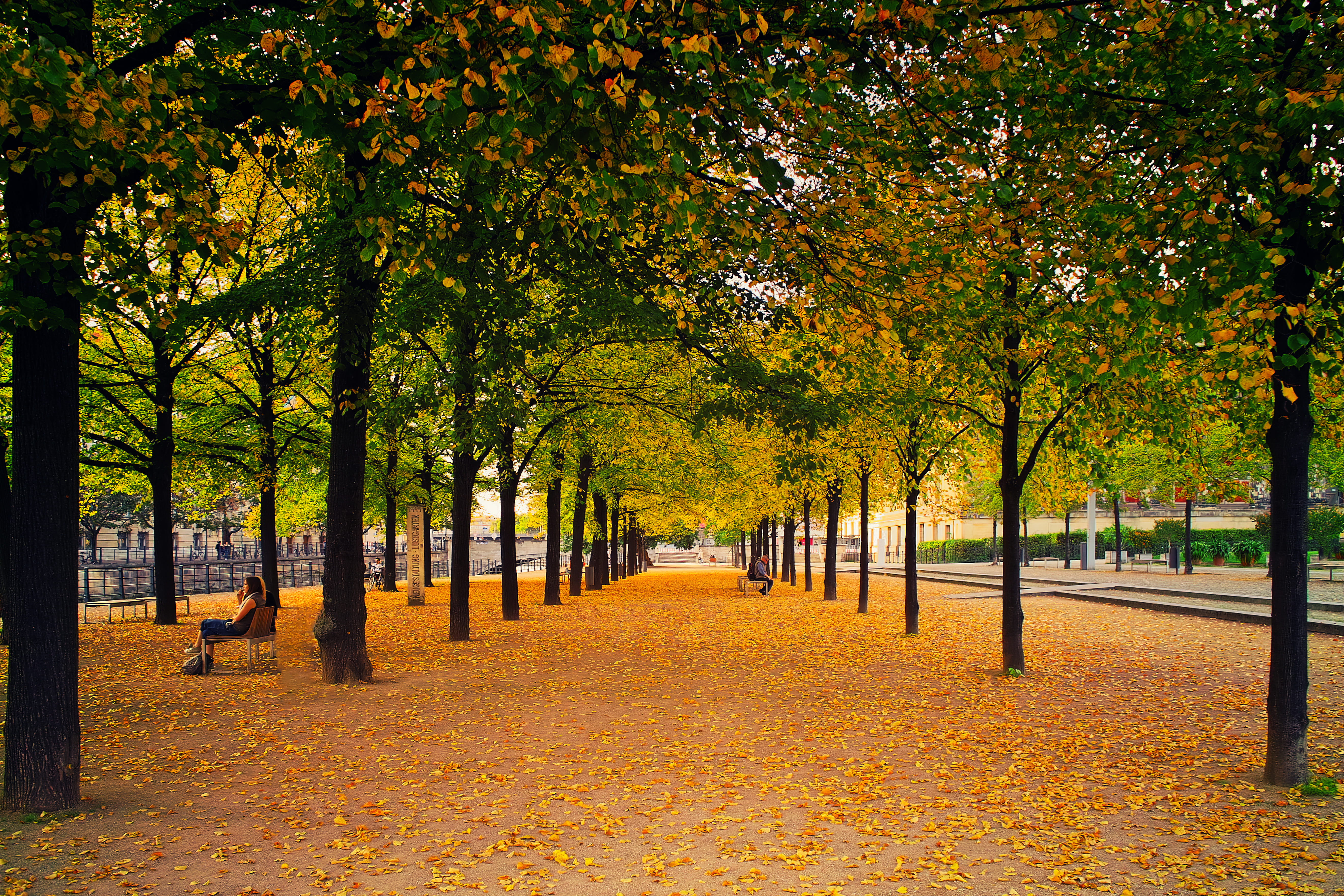 Green Leafed Trees, branches, bright, daylight, environment, landscape