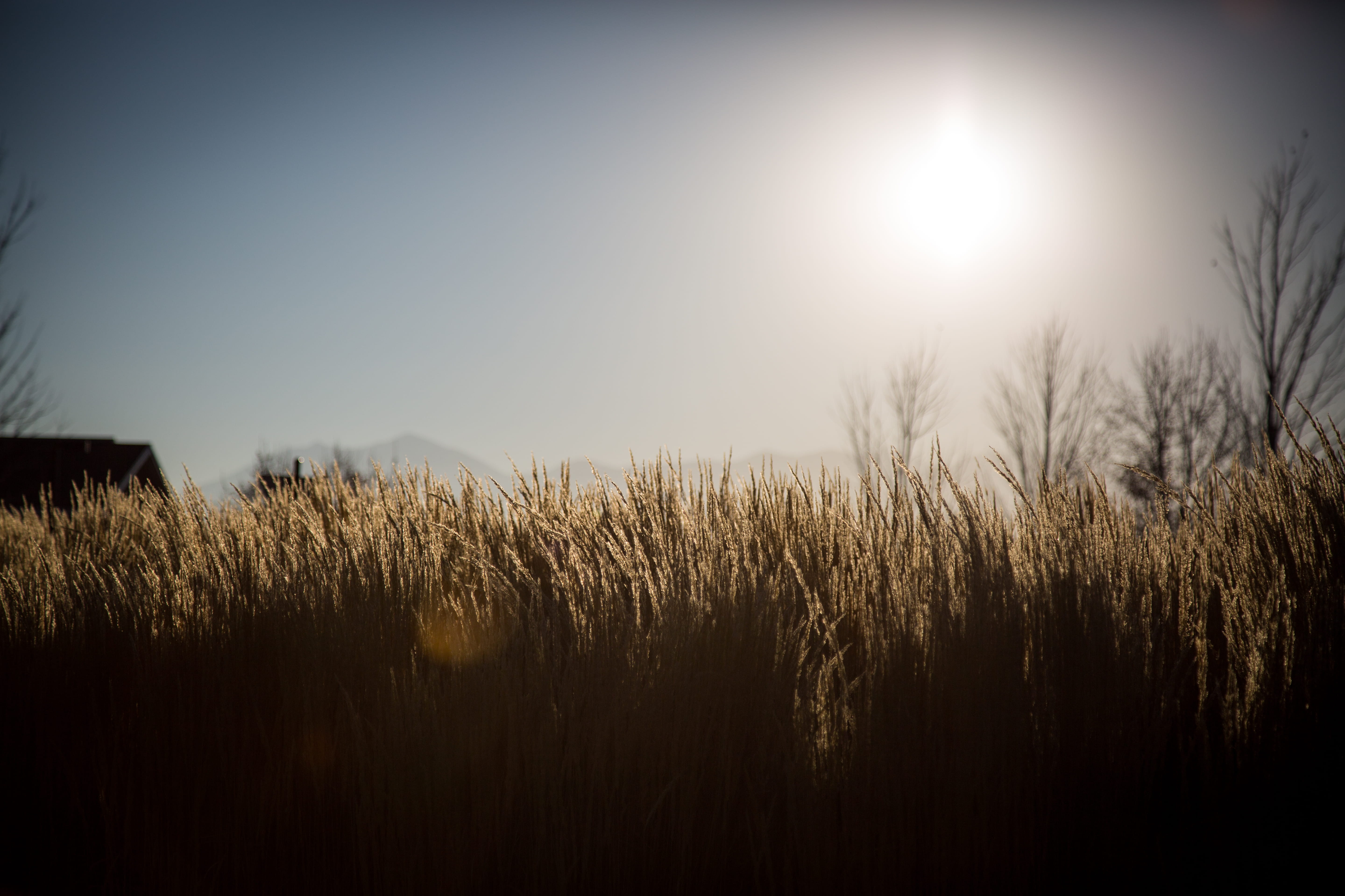 wheat, sun, sky, landscape, plant, nature, sunlight, tranquility