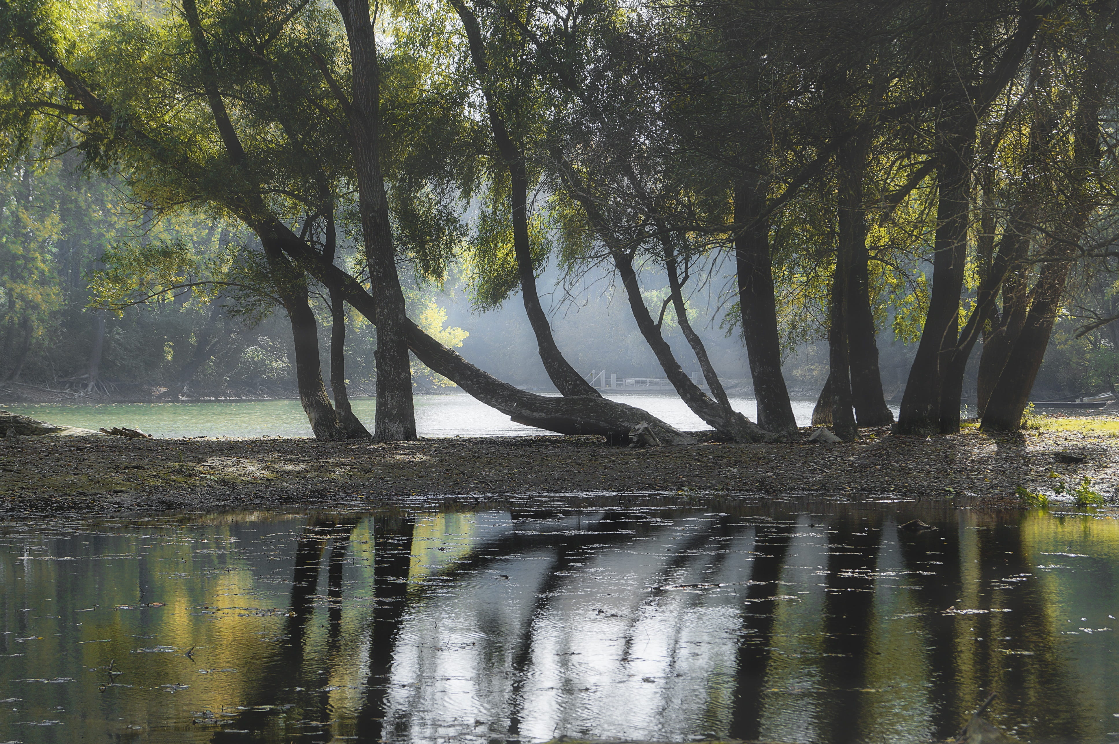 trees, water, nature, lying, landscape, waters, calm, reflection