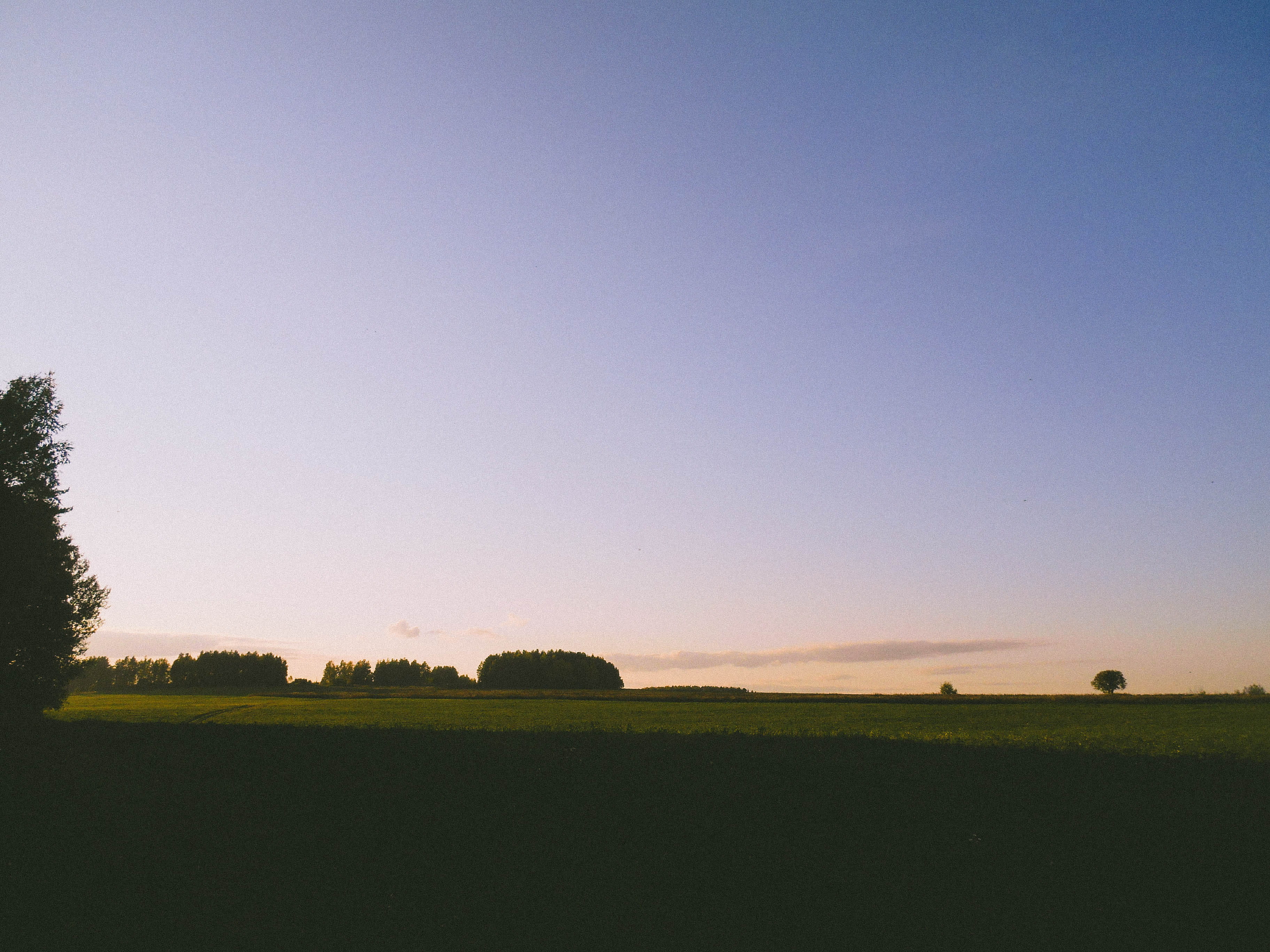 forest, evening, sunset, field, trees, green, sky, plant, landscape