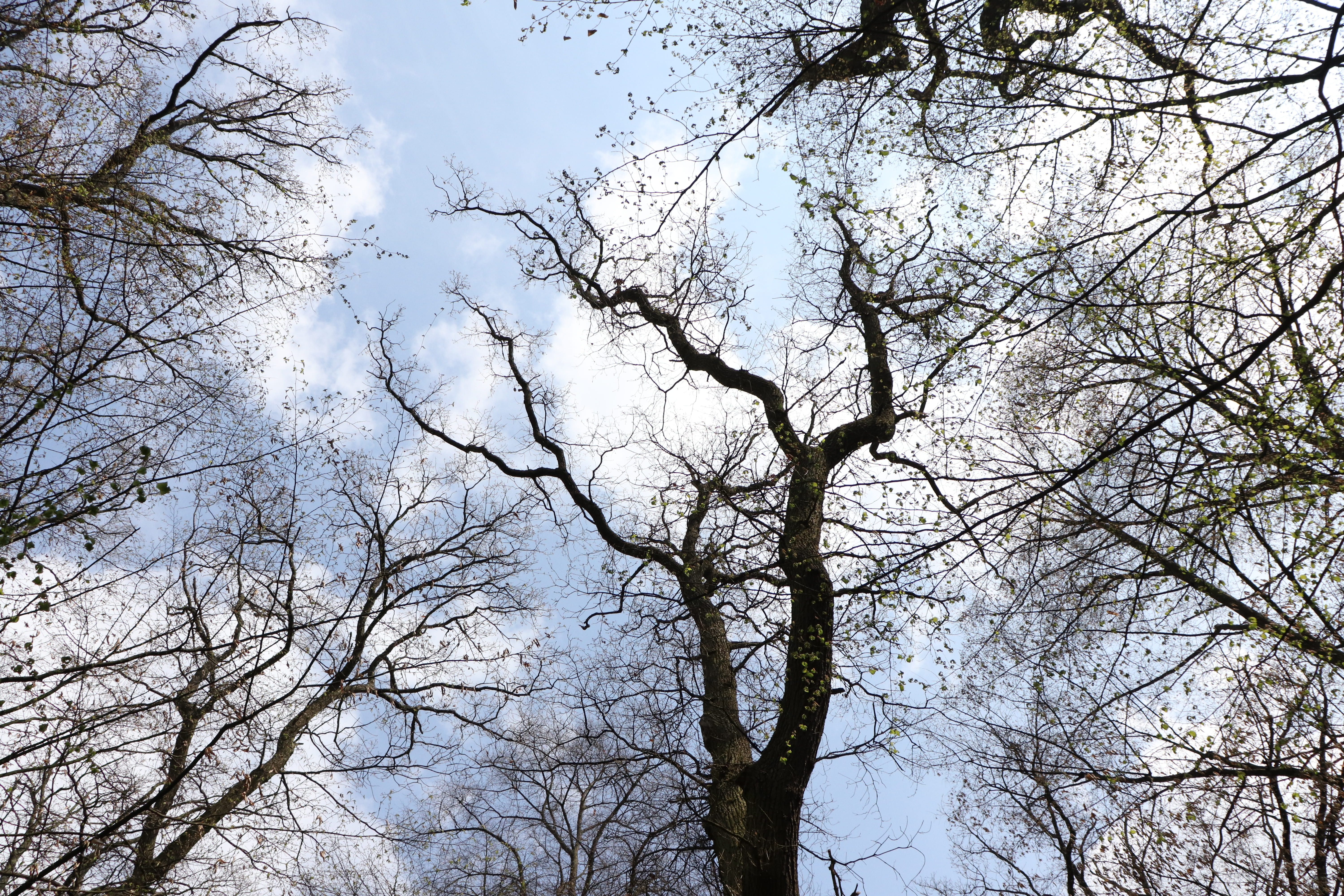 tree, nature, spring, sky, low angle view, plant, branch, bare tree