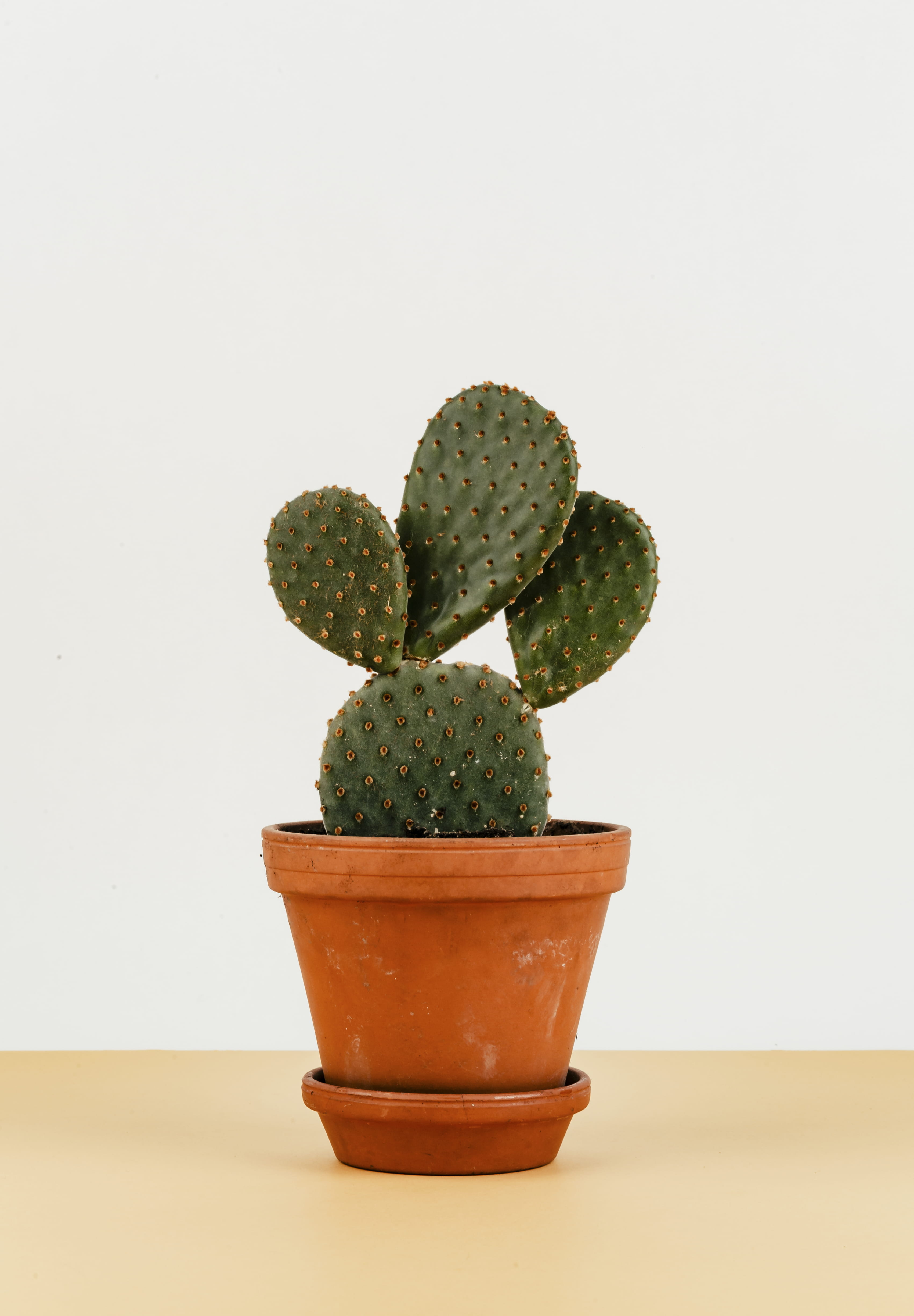 Photo of Cactus On Pot, botanic, botanical, botany, flowerpot
