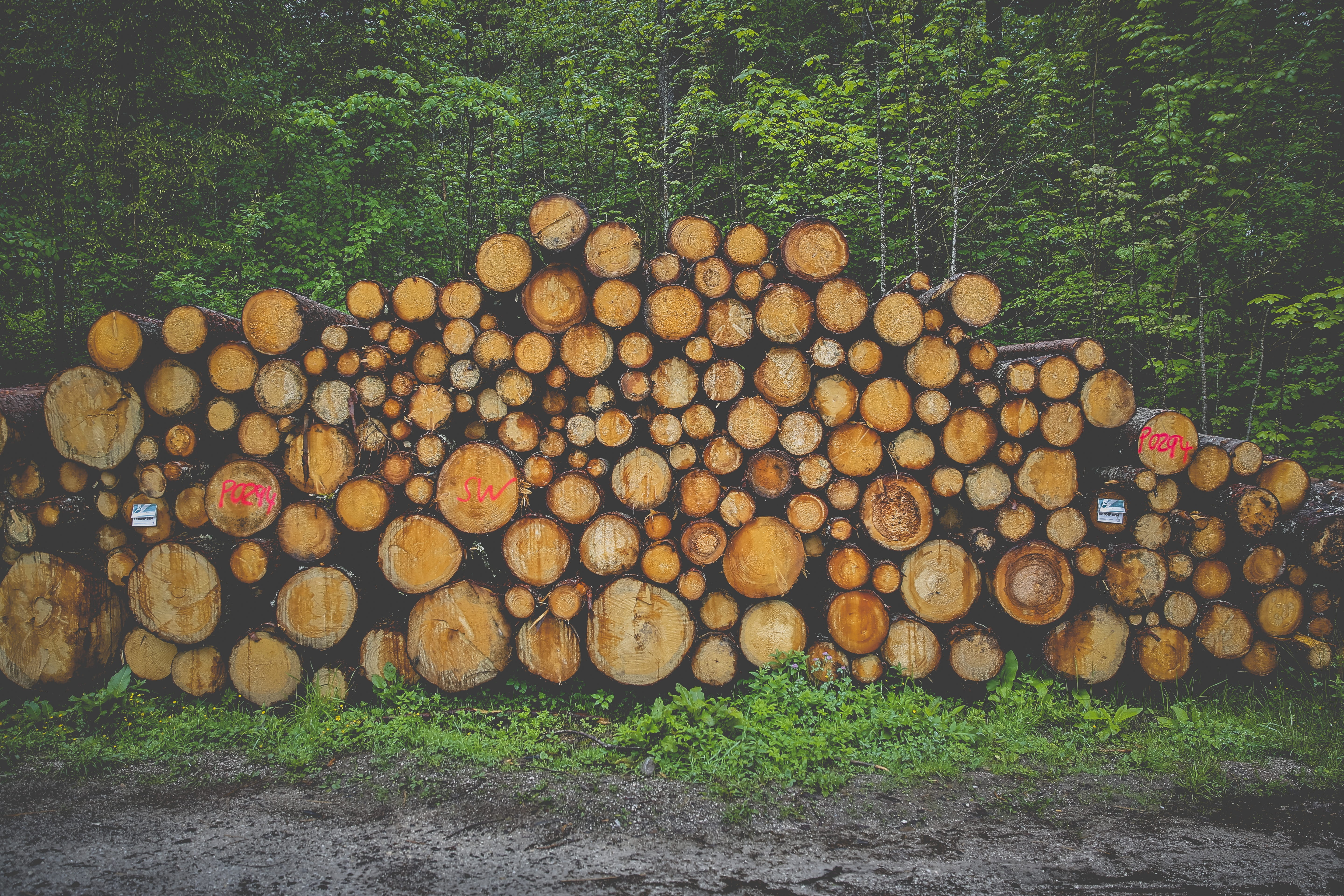 wood, firewood, stack, forestry, tree trunks, holzstapel, growing stock