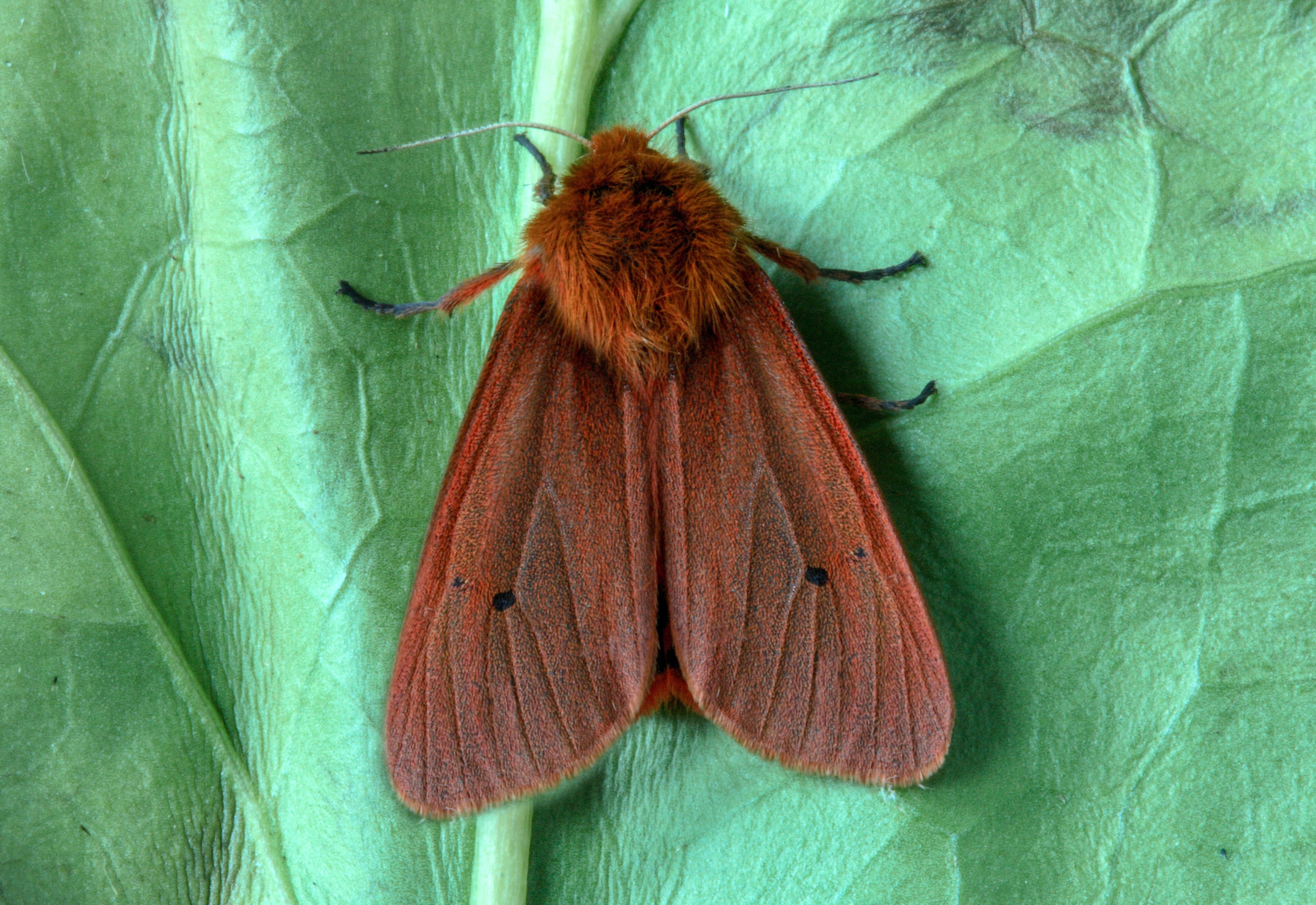 ruby tiger, moth, macro, insect, lepidoptera, wing, wings, garden