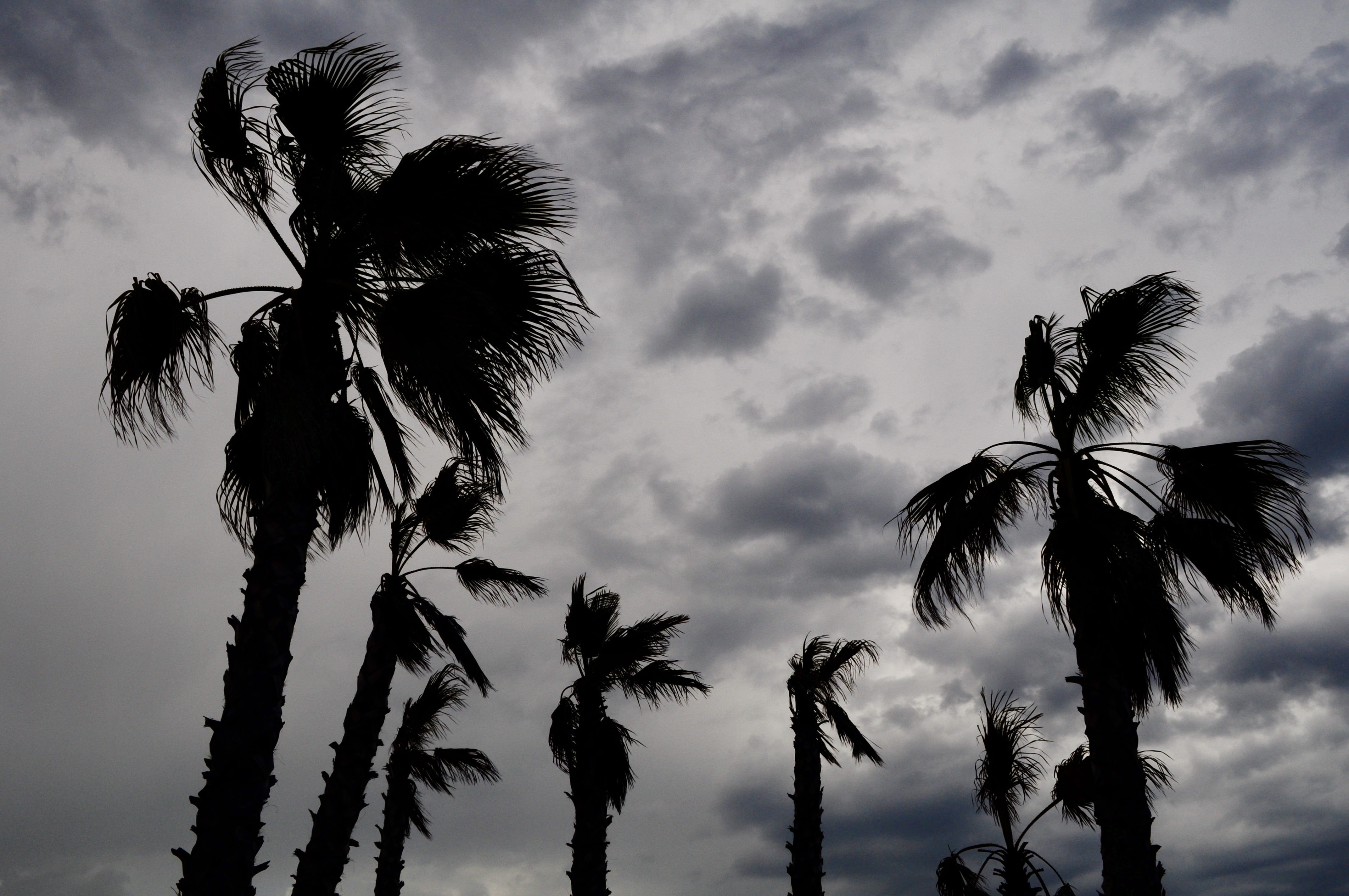 storm, sky, clouds, wind, palm tree, tropical climate, cloud - sky