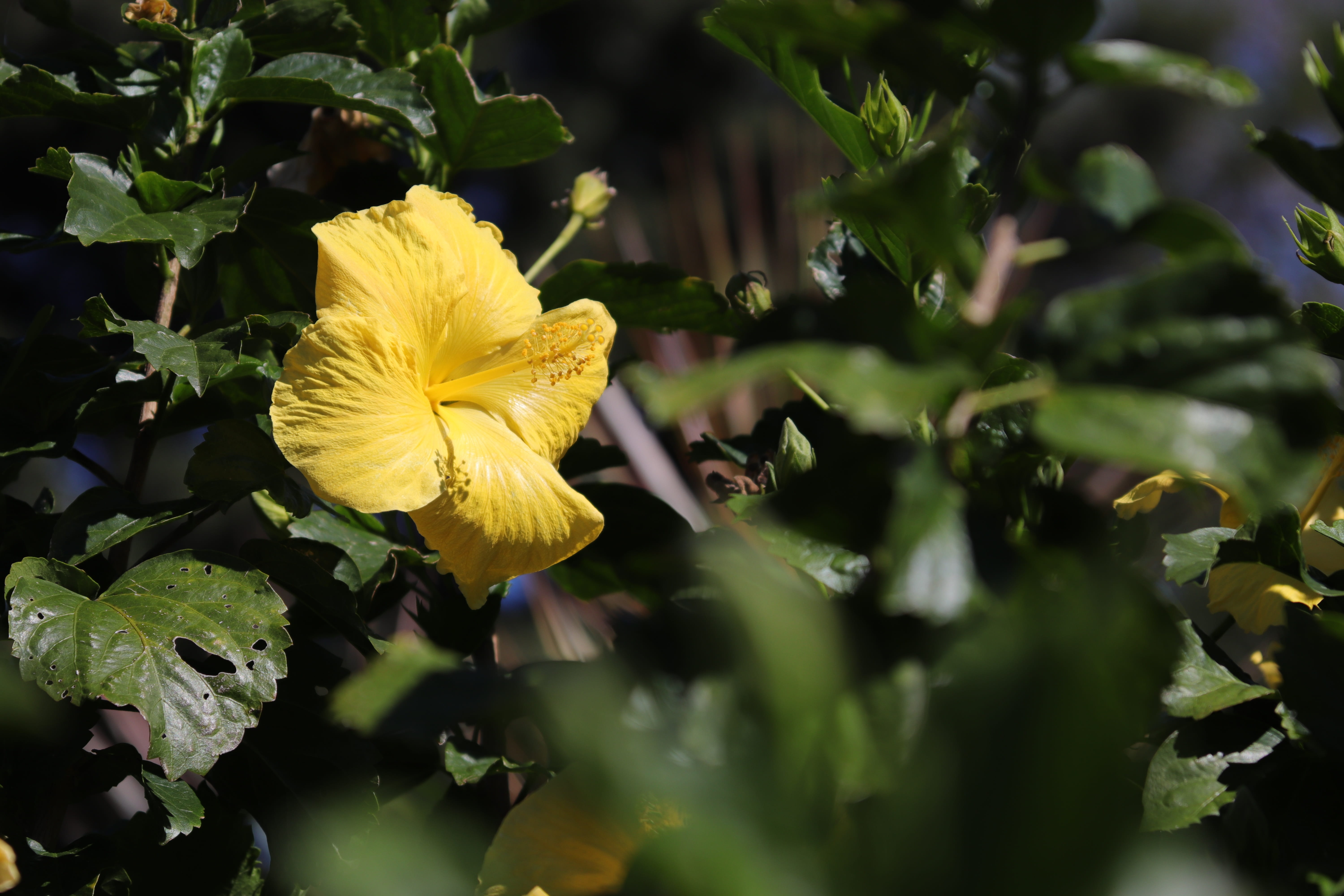 hibiscus, flower, hawaii, tropical, blossom, floral, nature