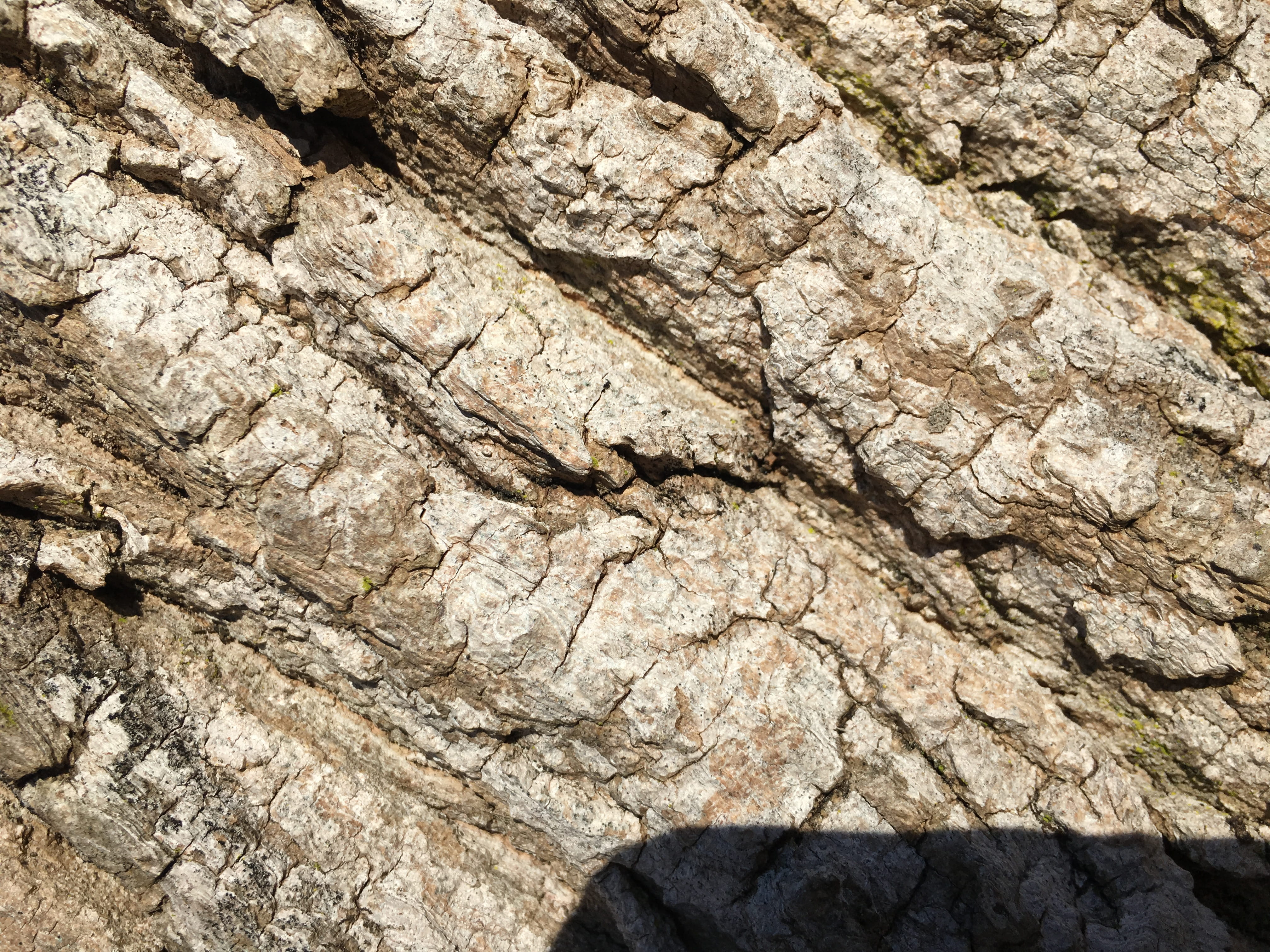tree, bark, texture, textured, backgrounds, full frame, rough