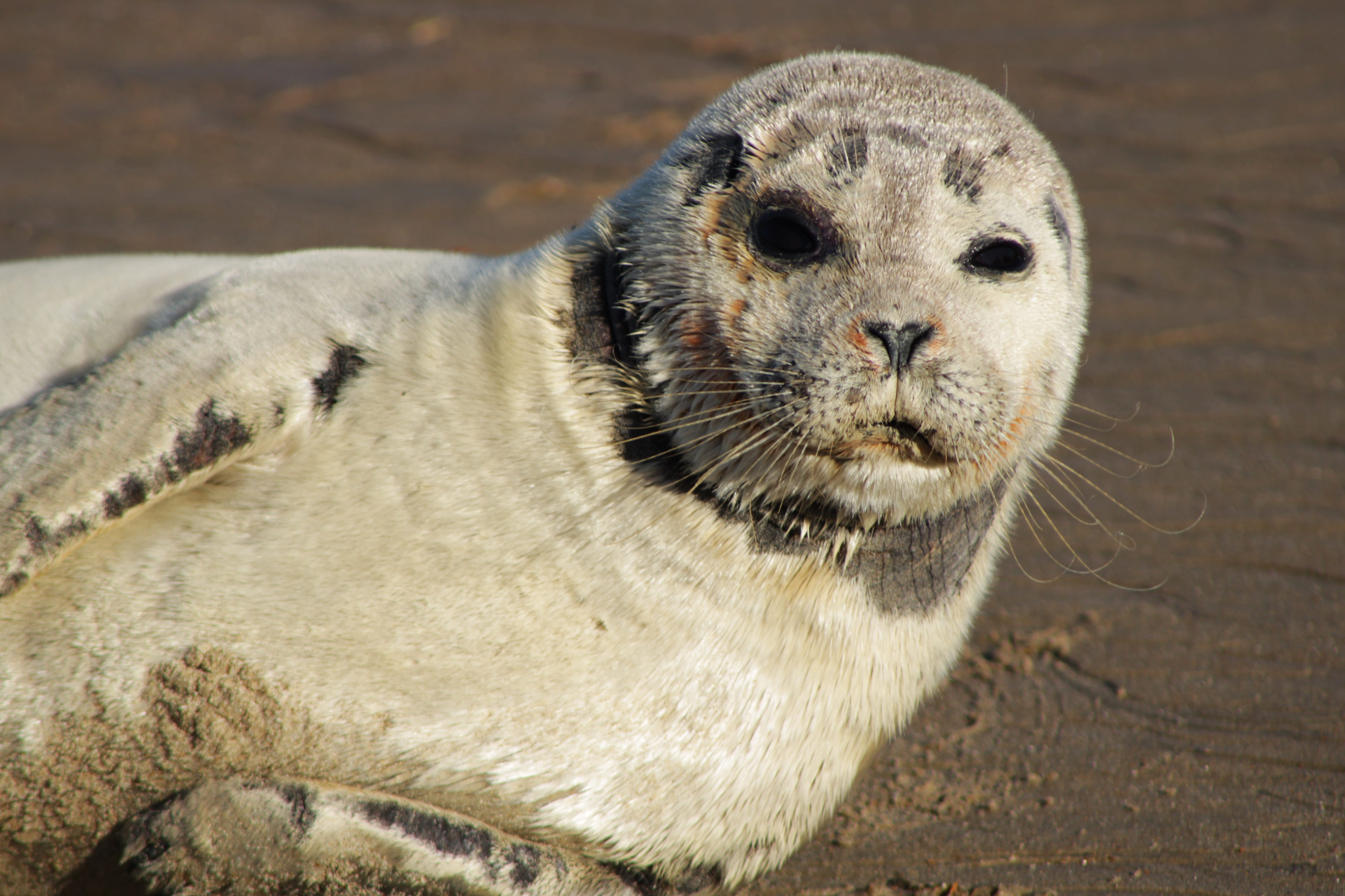 seal, gray seal, crawling, animals, sea animals, halichoerus grypus