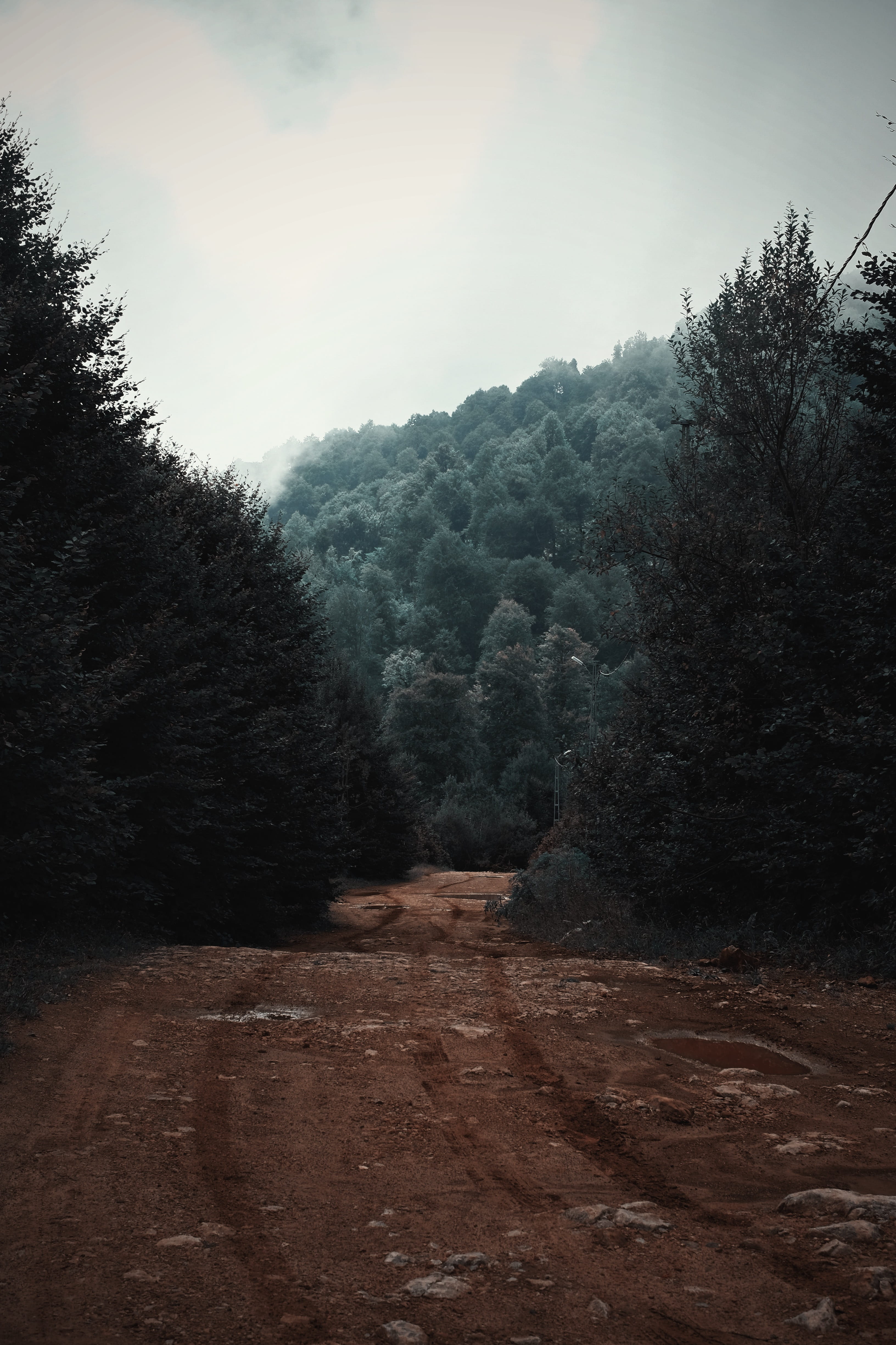 pathway between green trees under cloudy sky, plant, tranquility