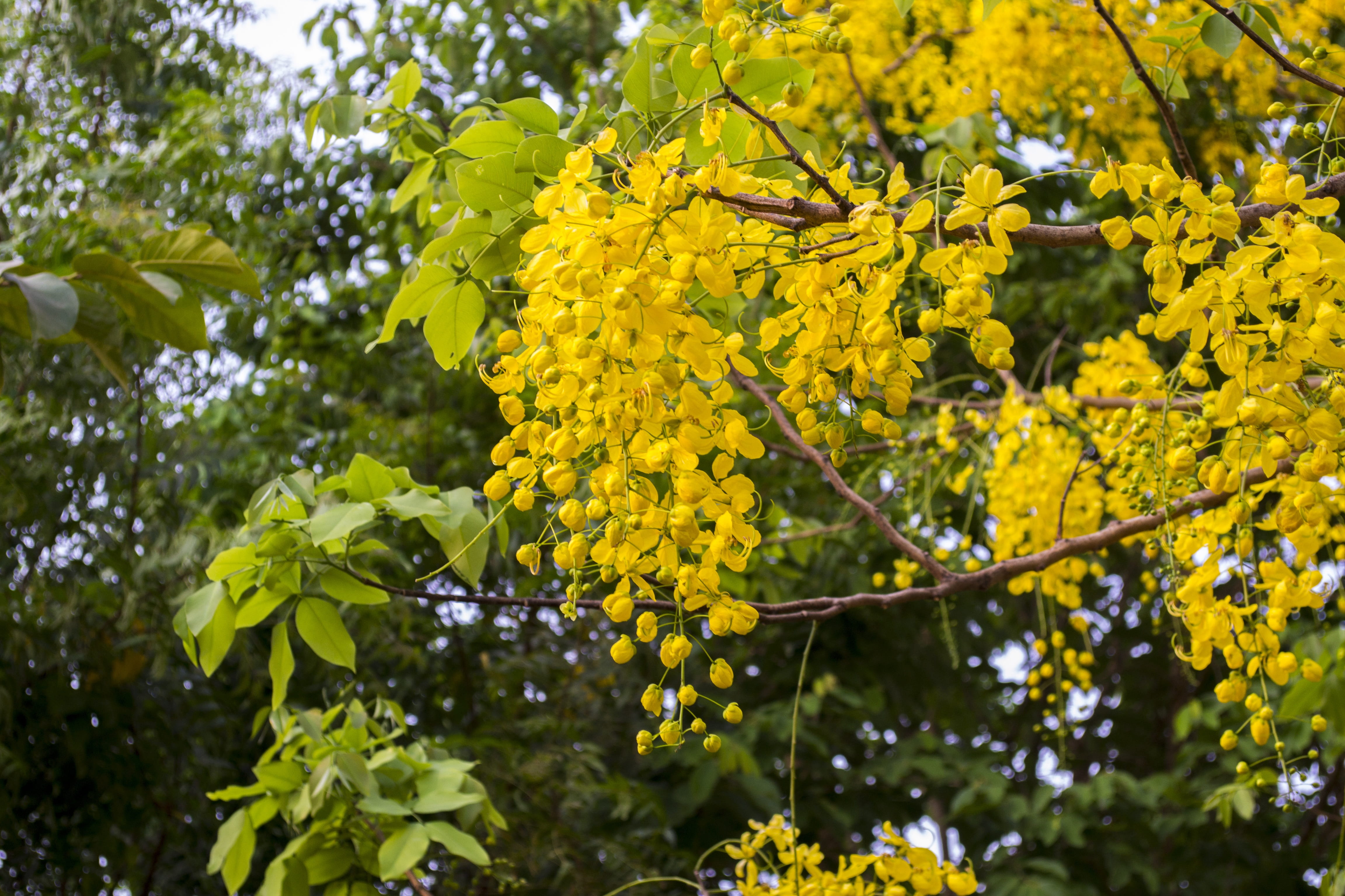 Free Download Hd Wallpaper Cassia Fistula Golden Shower Tree Official Flower Kerala