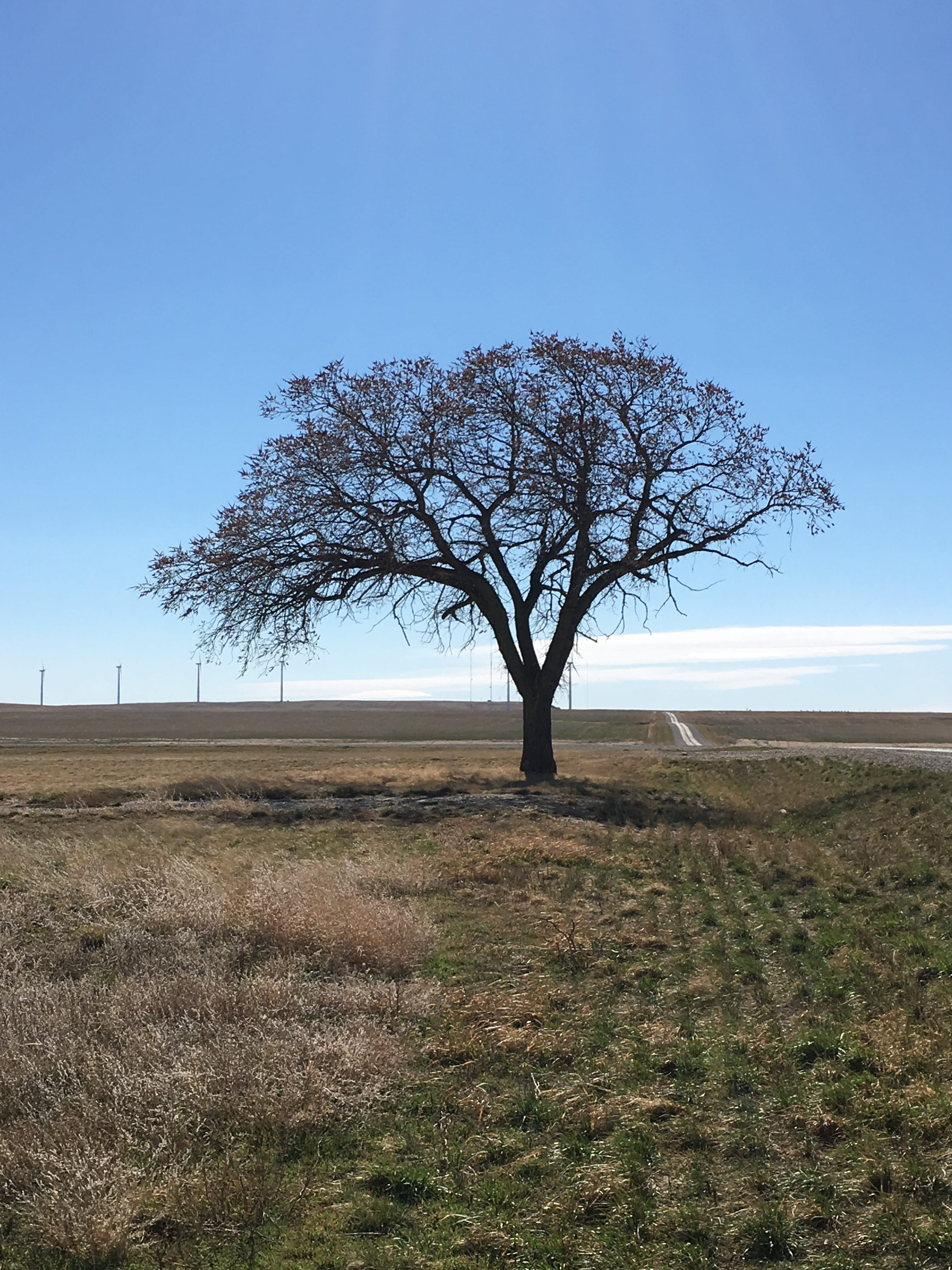 landscape, trees, plant, sky, environment, tranquility, field