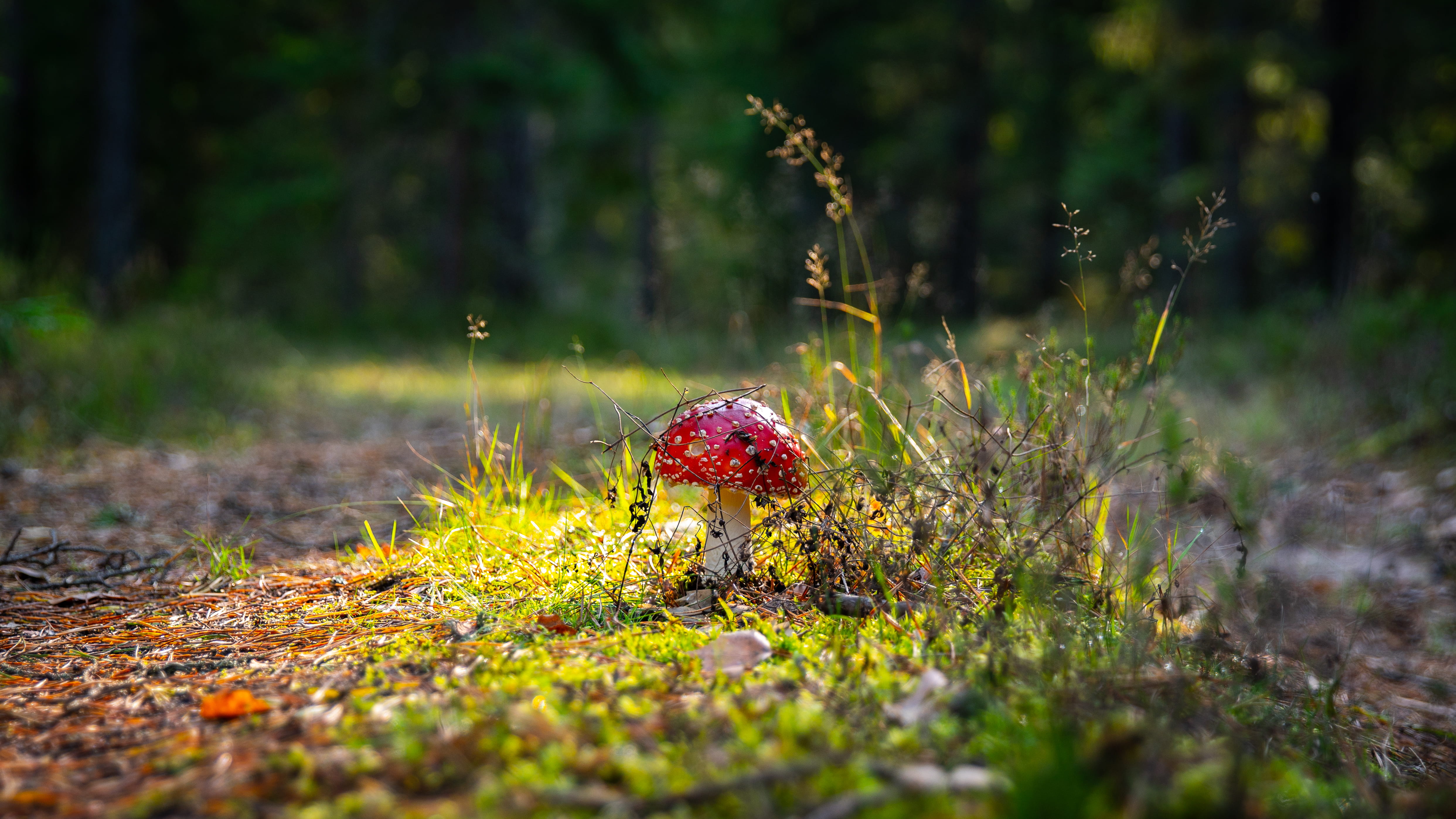 Photo of Red Mushroom, 4k wallpaper, blur, depth of field, environment