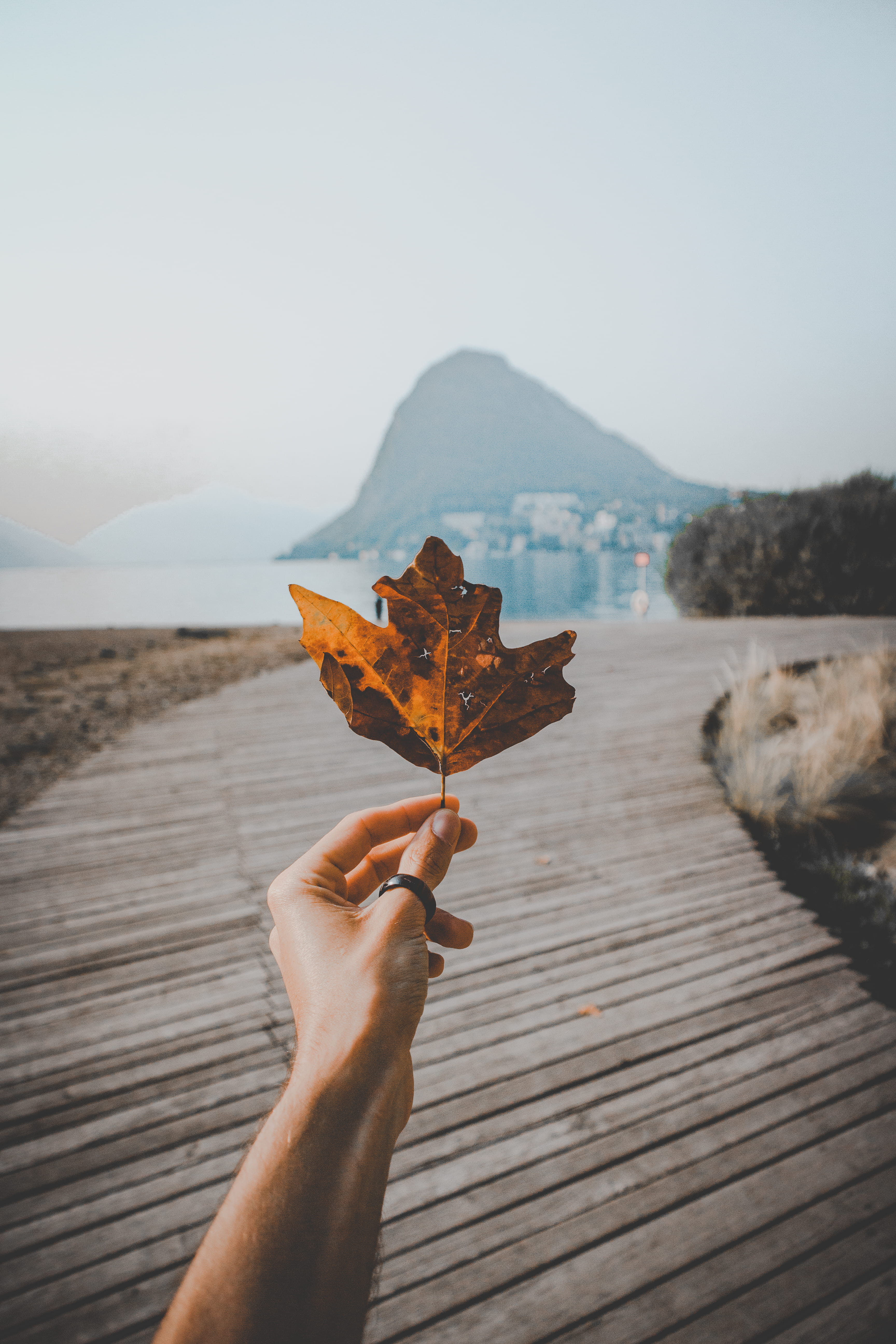 Person Holding Brown Leaf, dry leaf, hand, macro, maple leaf