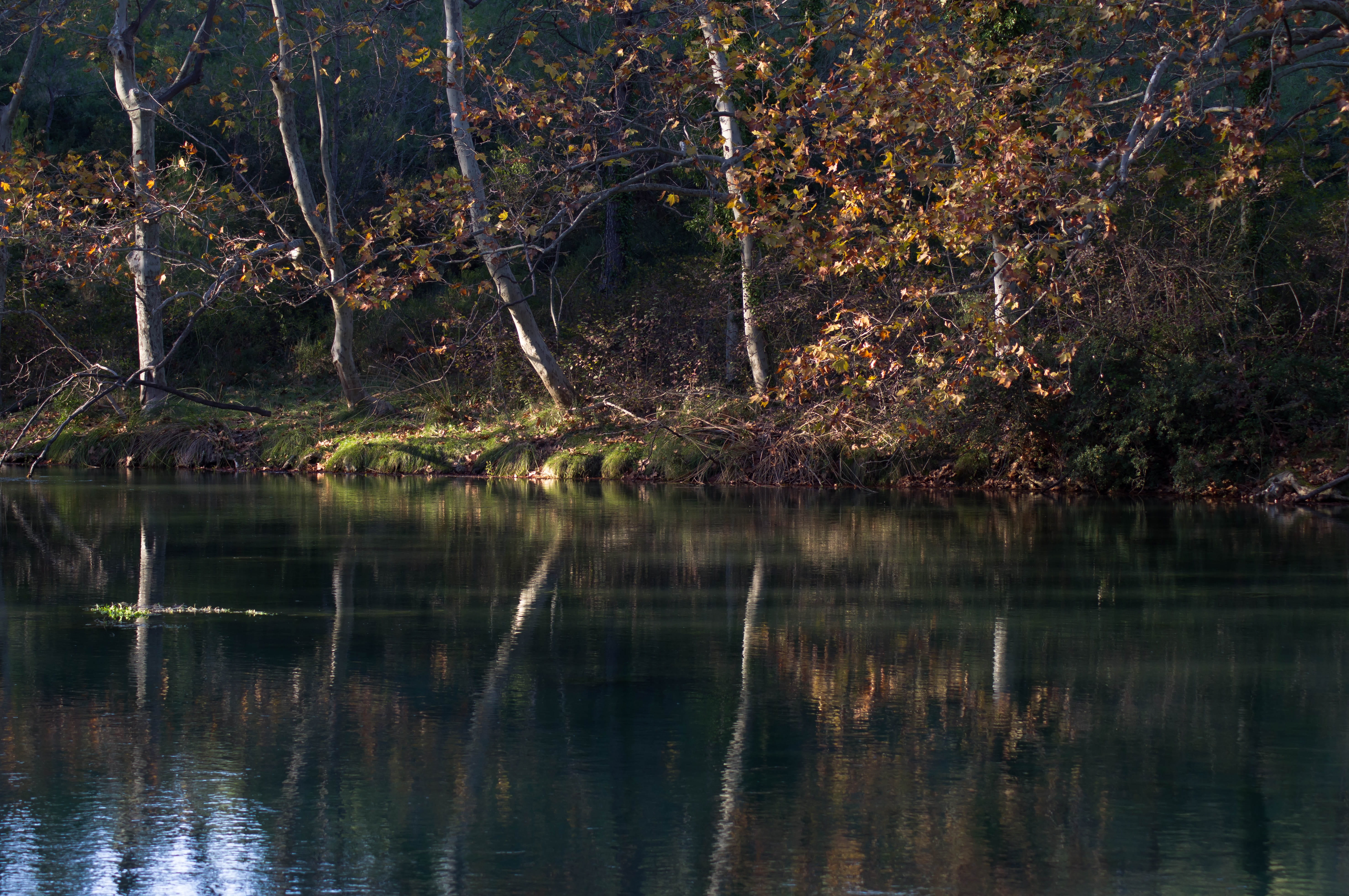 fall, lake, trees, reflections, trunks, water, tranquility
