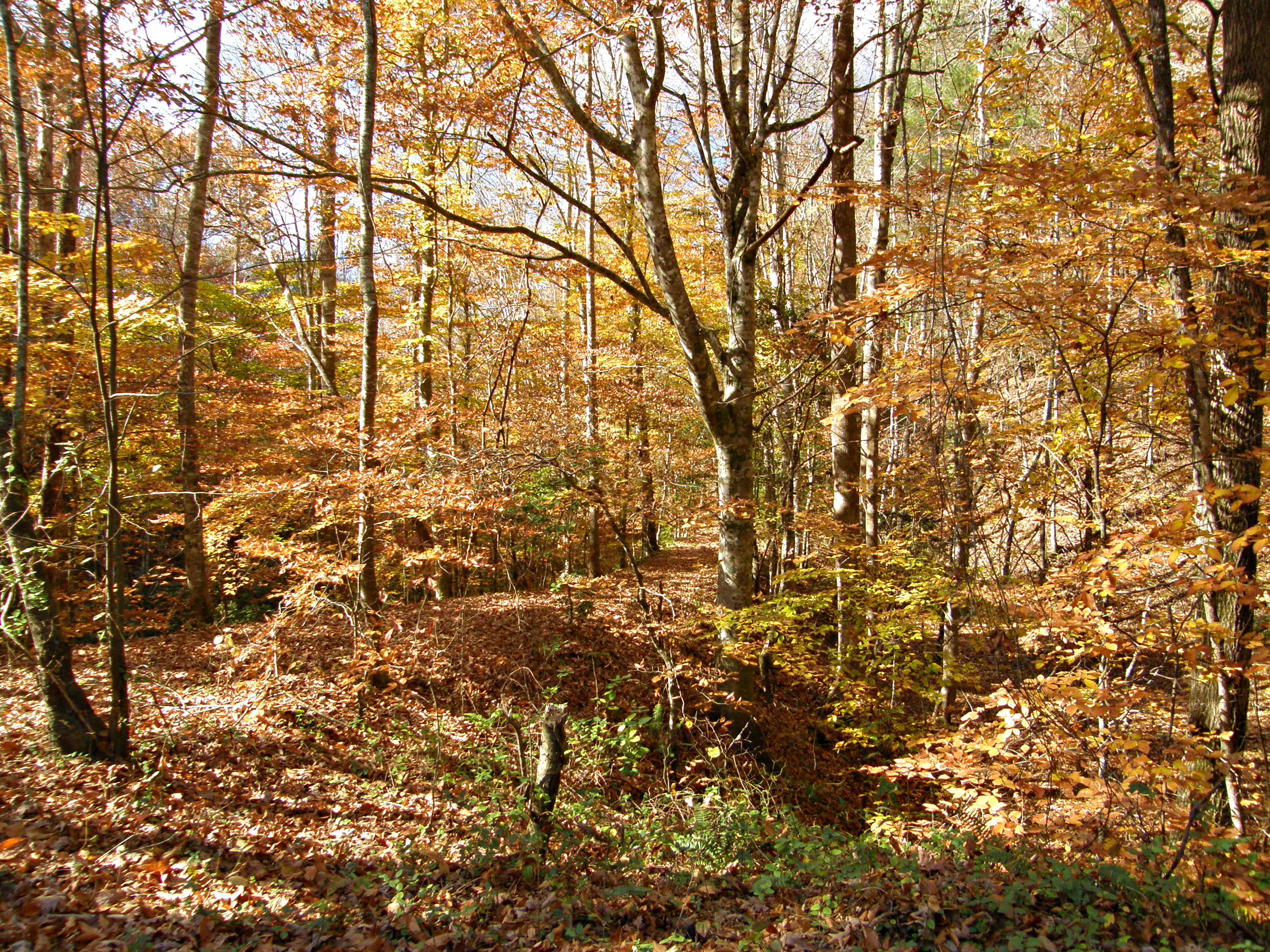brown-leafed tree, plant, forest, autumn, land, tranquility, nature