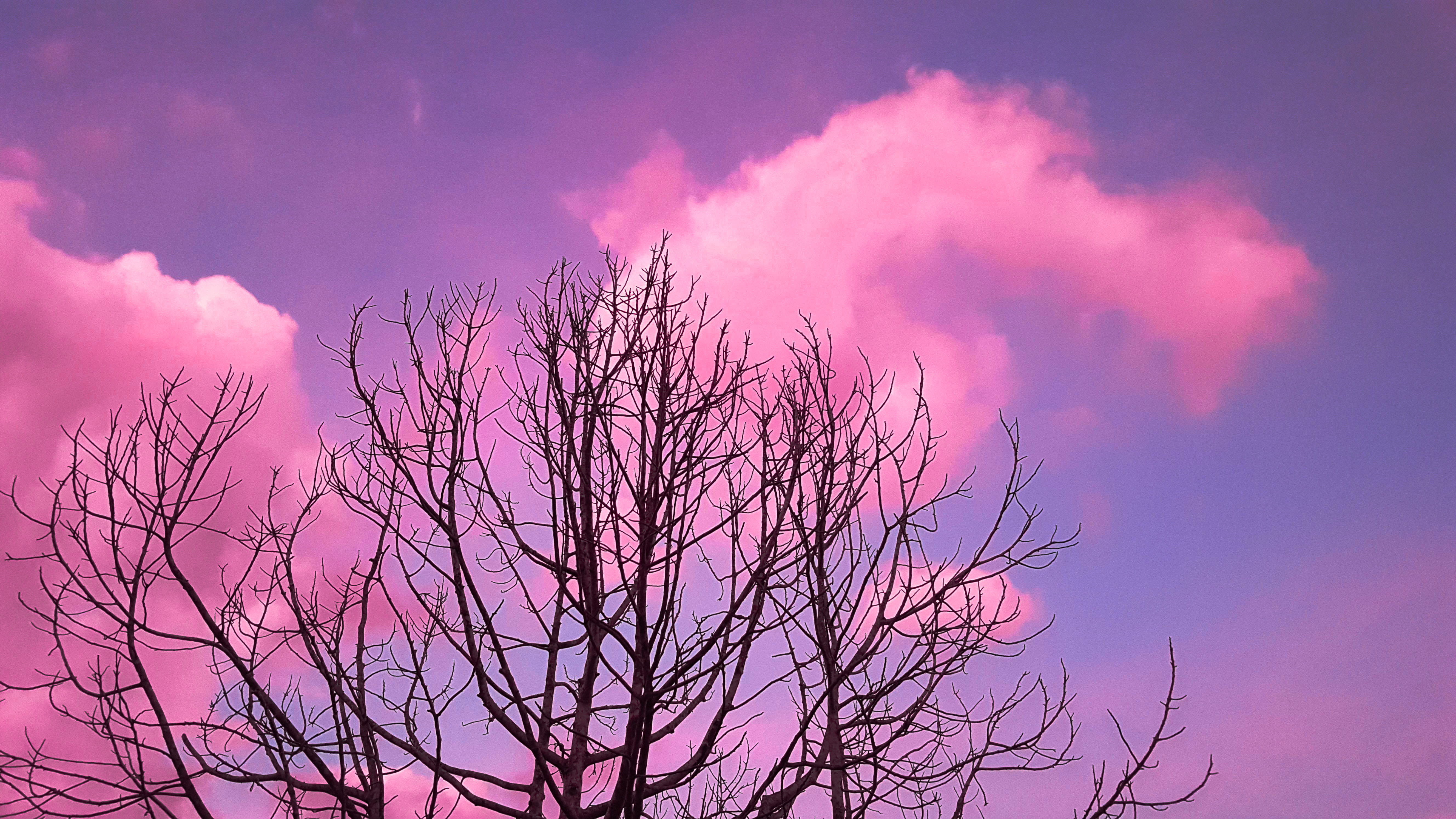 pink, tree, sky, clouds, cloud - sky, sunset, beauty in nature