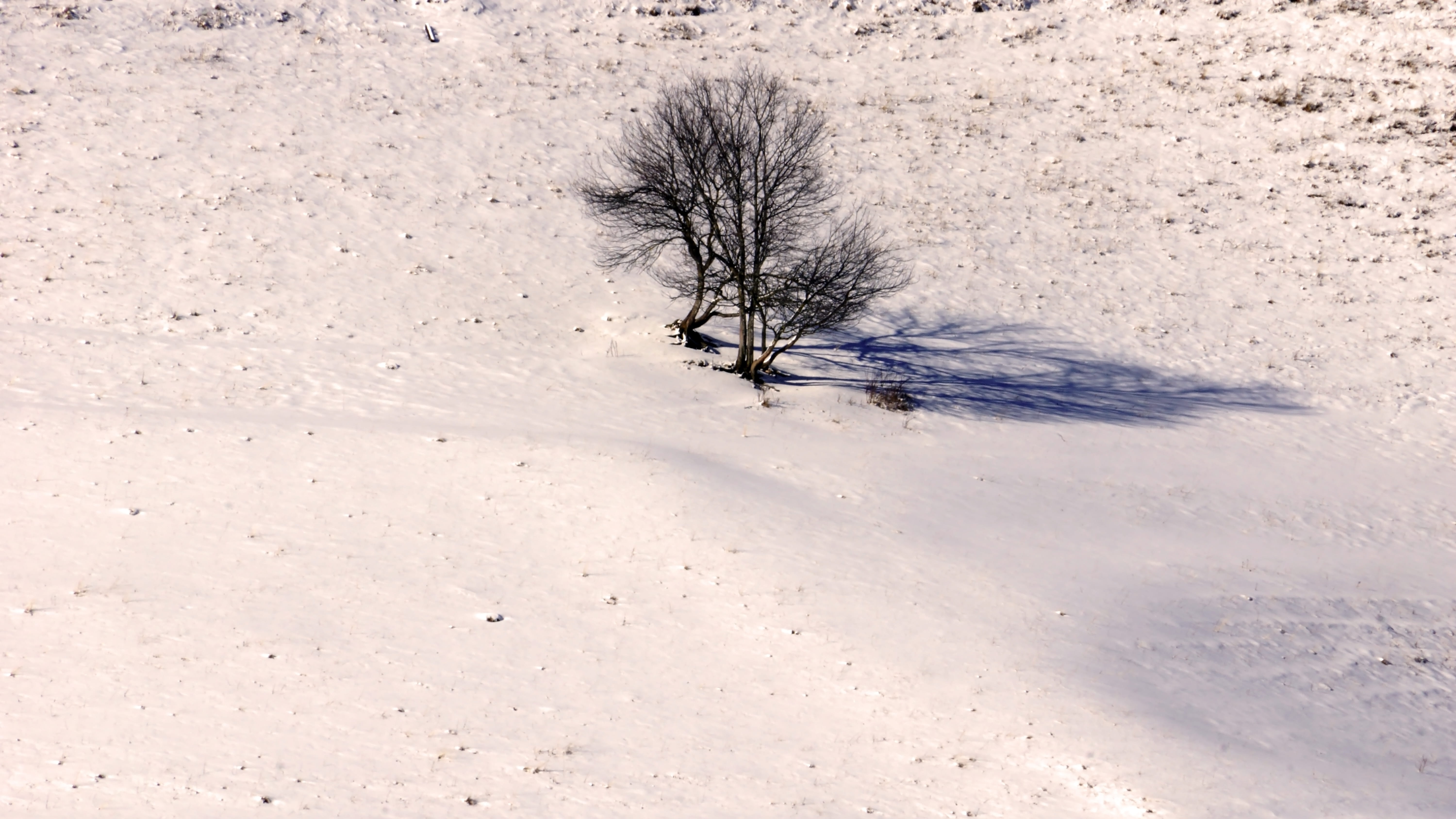 leafless tree on white open surface, plant, nature, outdoors