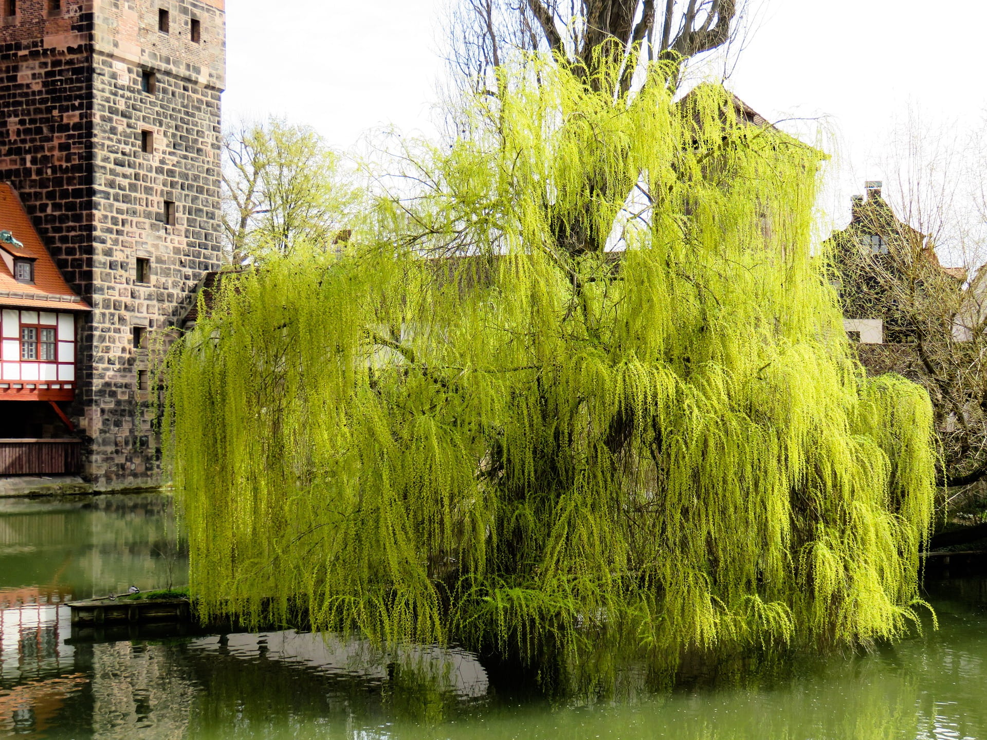 tree, river, water, channel, flow, construction, architecture