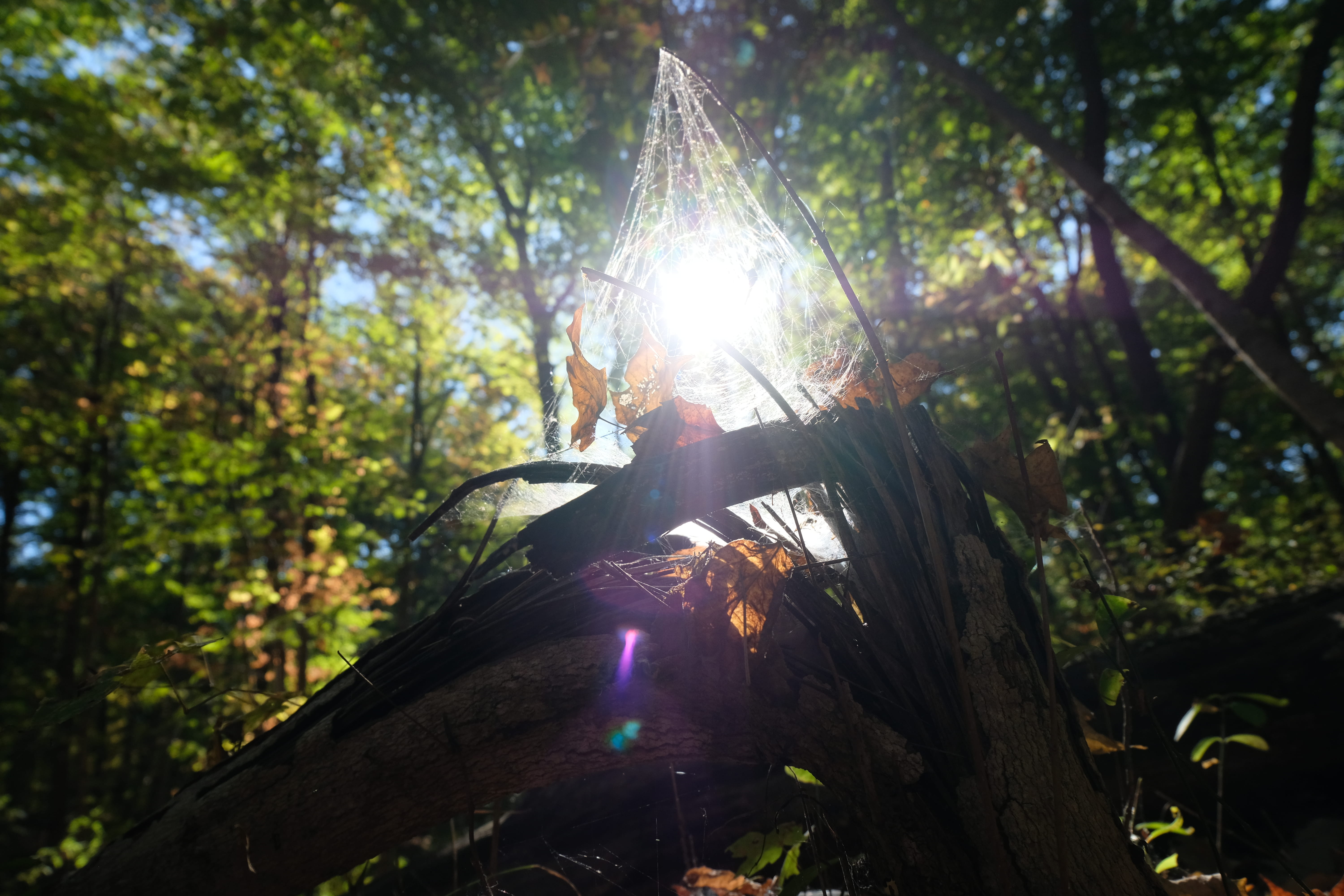tree, trees, leaf, leaves, fall, spider web, sunlight, trunk