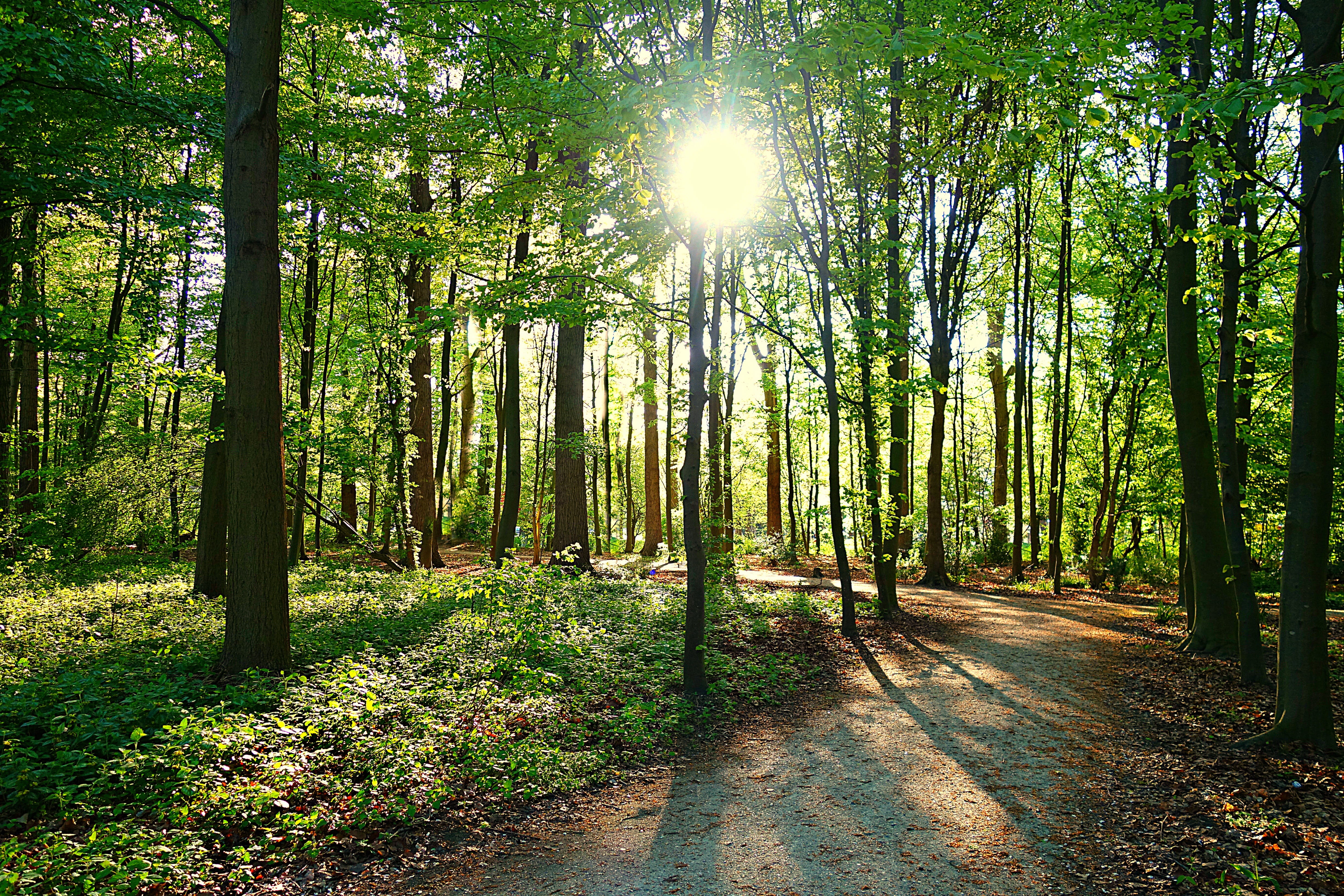 tree, forest, path, park, sun, sunlight, sunbeam, shadow, woods