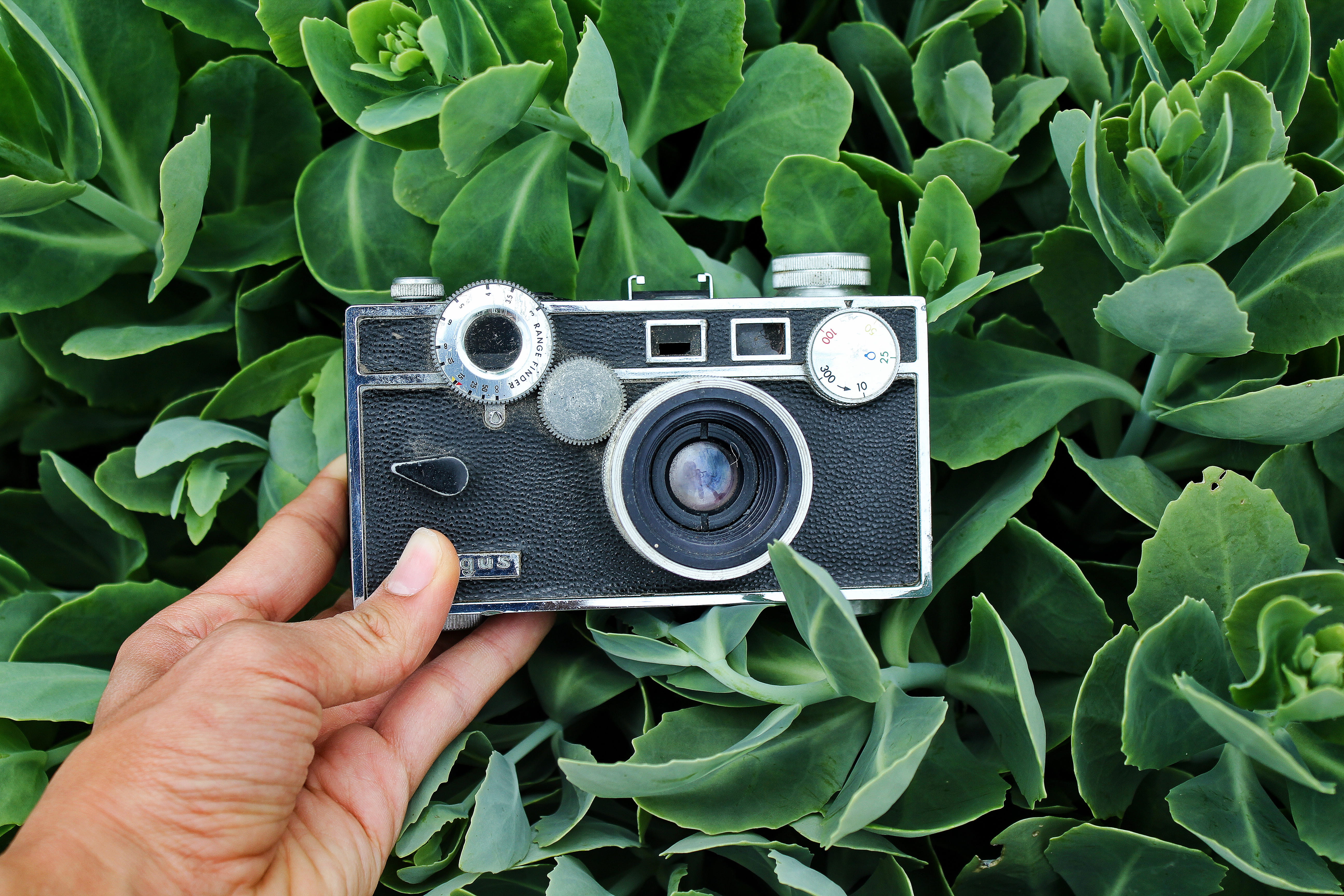 argus, argus camera, old, old camera, black camera, green, wallpaper