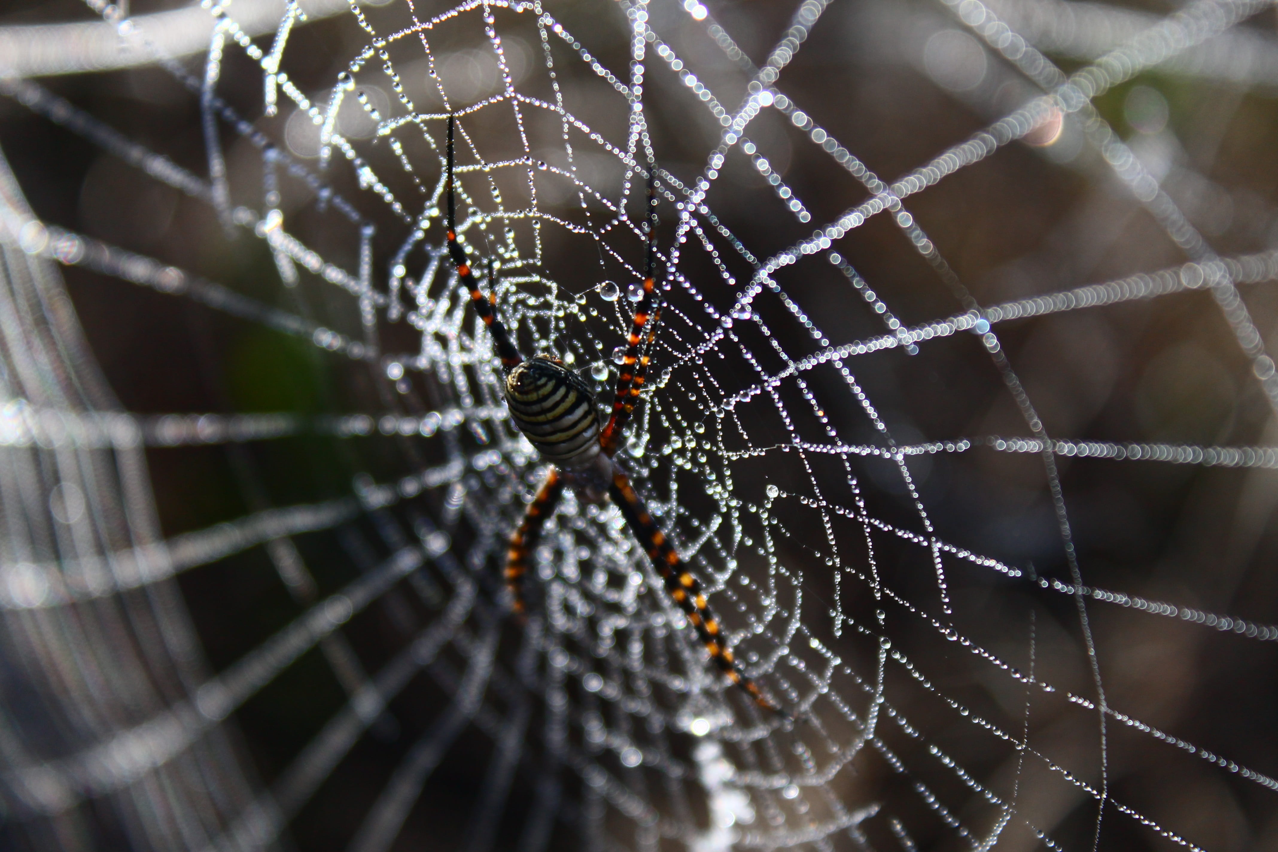 spider, spider web, network, dew, dew drops, dew drops on the web