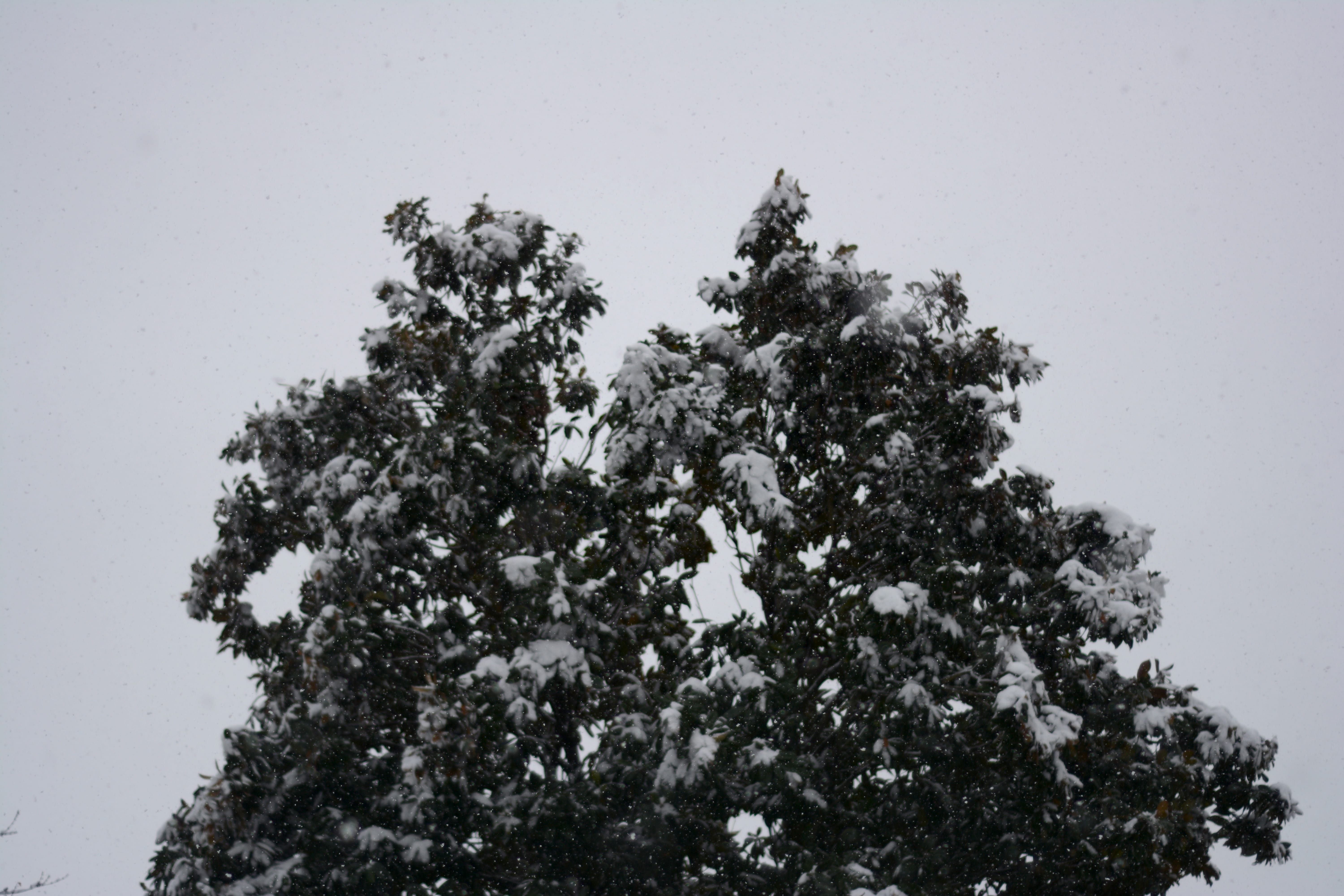 tree, trees, forest, sky, light, cloud, clouds, snow, snowing